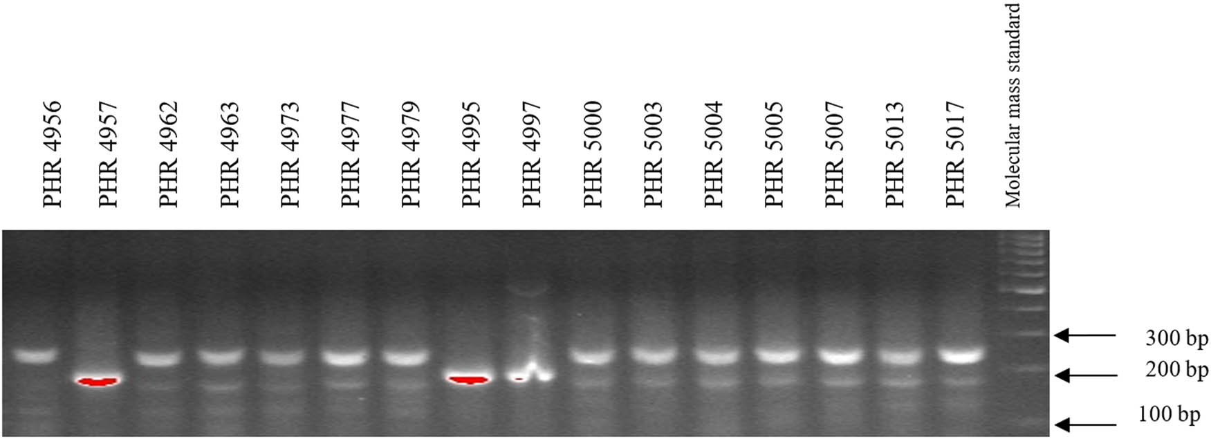 Figure A8 
                  Electropherogram showing the identification of gene Lr46 marker in wheat lines of different origin (genotypes 49–64).
               