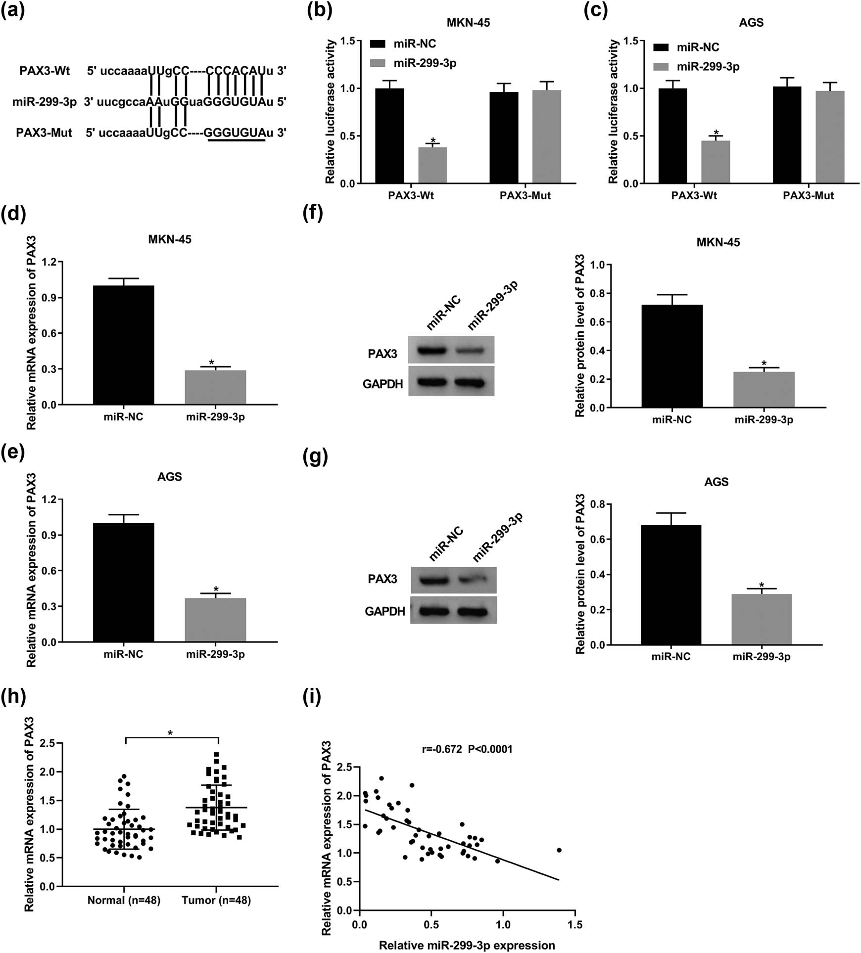 Figure 3
PAX3 is a downstream target of miR-299-3p in GC. (a) Bioinformatics tool StarBase predicted that PAX3 3′-UTR had the binding sites of miR-299-3p. (b and c) Luciferase activity of MKN-45 (b) and AGS cells (c) co-transfected with PAX3-Wt or PAX3-Mut and miR-299-3p or miR-NC. (d and e) The expression of PAX3 mRNA in MKN-45 (d) and AGS cells (e) transfected with miR-299-3p and miR-NC. (f and g) The expression of PAX3 protein in MKN-45 (f) and AGS cells (g) transfected with miR-299-3p and miR-NC. (h) The expression level of PAX3 was detected by qRT-PCR. (i) The correlation between miR-299-3p and PAX3 levels was measured. *P < 0.05.