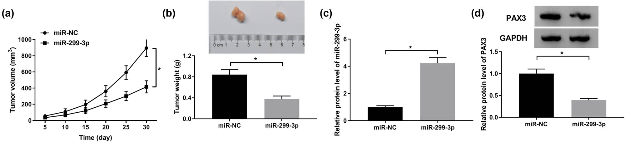 Figure 6
Overexpression of miR-299-3p inhibited the growth of GC in vivo. AGS cells stable transfected with miR-NC and miR-299-3p were injected into the hind leg subcutaneous of nude mice (each group of 5) to establish GC xenograft models. (a and b) Tumors’ volume and weight with miR-NC or miR-299-3p were examined. (c) Expression level of miR-299-3p or PAX3 was detected by western blot. *P < 0.05.
