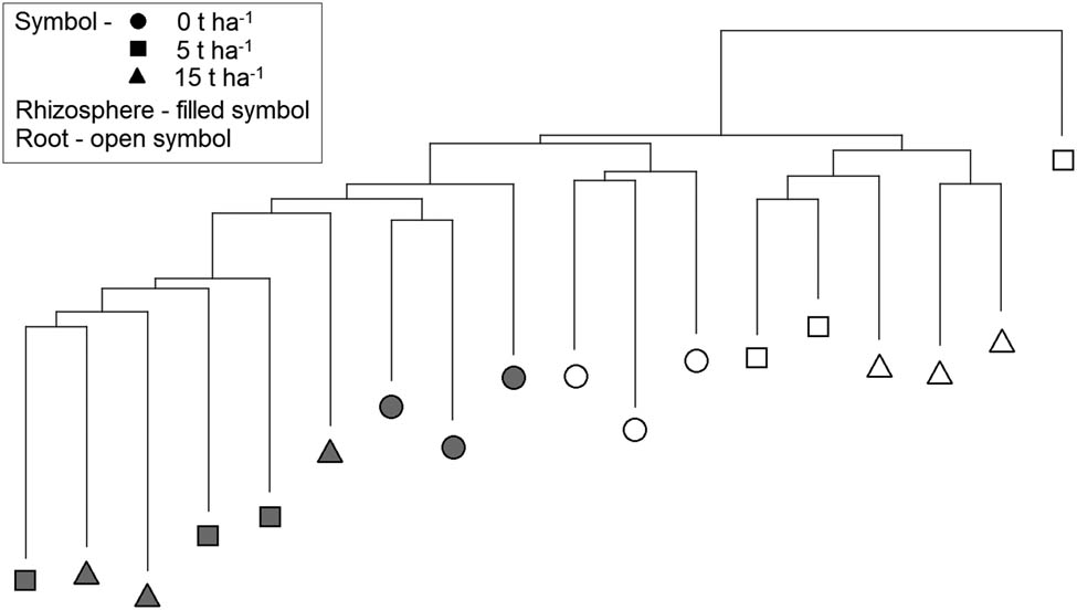 Figure 6 
                  Neighbor-joining cluster analysis with Euclidean distance measure constructed from fluorescent data of fungal communities from the rhizosphere and roots of barley collected in control samples and samples with SS at concentrations of 5 and 15 t ha−1.
               