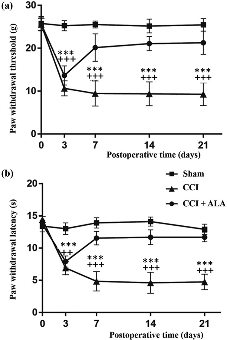 Figure 1 
               Changes in paw withdrawal thresholds (PWTs) and paw withdrawal latency (PWL) induced by chronic constriction injury (CCI) and its treatment with alpha-lipoic acid (ALA). (a) The PWTs in the CCI group were significantly lower than those in the sham group, whereas ALA treatment significantly enhanced PWTs, although not to the level of the sham group. (b) Similar to the PWTs, the PWLs of the CCI group were significantly lower than those of the sham group. Treatments with ALA significantly enhanced the PWLs, although not to the level of the sham group. ** means P < 0.01, *** means P < 0.001, sham vs CCI; ++ means P < 0.01, +++ means P < 0.001, CCI vs CCI + ALA.
