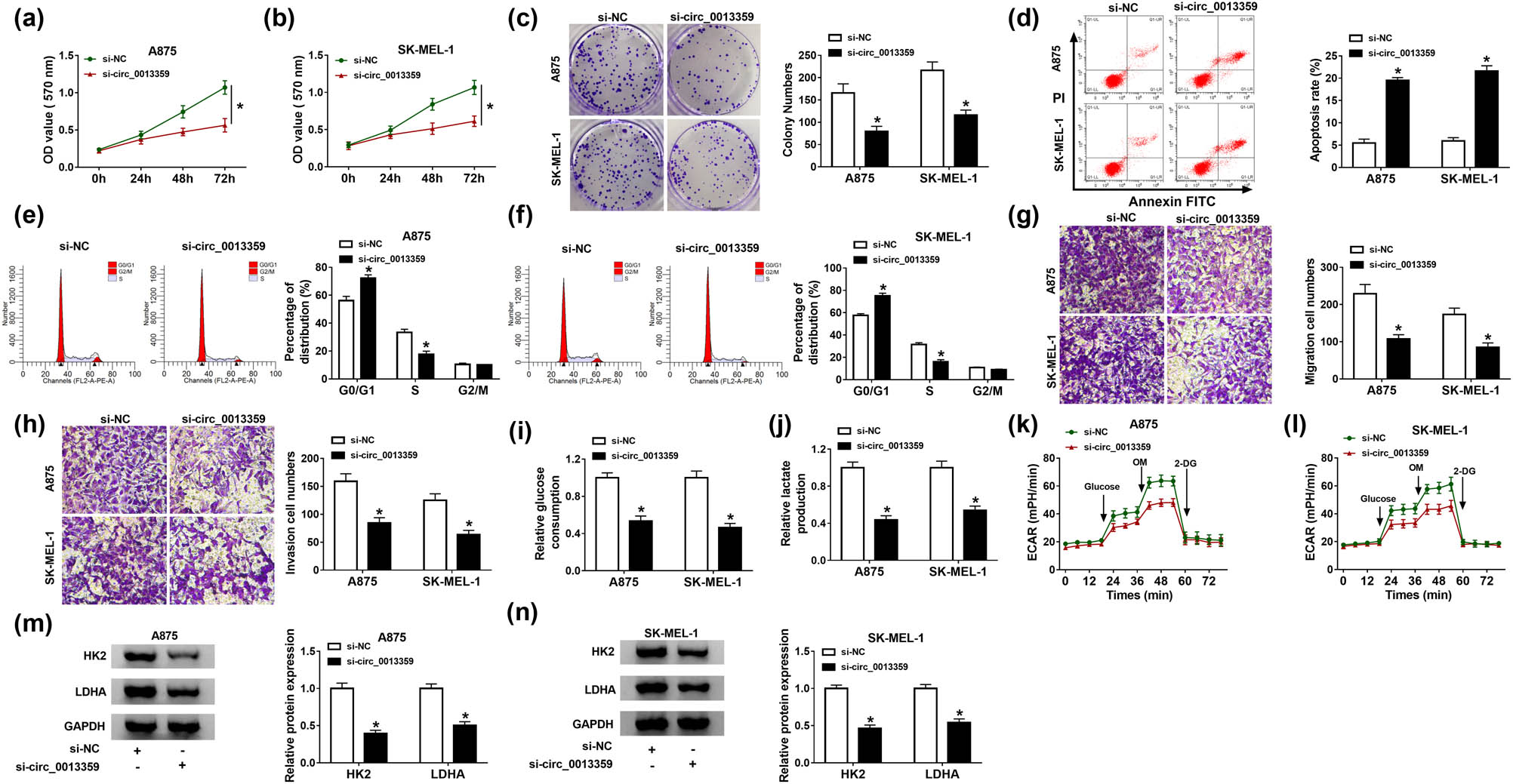 Figure 2 
                  Depletion of circ_0013359 inhibits proliferation, migration, invasion, and glycolysis and induces apoptosis and cycle arrest in melanoma cells. A875 and SK-MEL-1 cells were introduced with si-NC or si-circ_0013359. Cell viability (a and b), colony numbers (c), apoptosis (d), and cell cycle distribution (e and f) were detected by MTT assay, colony formation assay, and flow cytometry, respectively. (g and h) Transwell assay was used to assess cell migration and invasion. (i and j) Glucose consumption and lactate production were measured after transfection for 48 h. (k and l) Seahorse XFe 96 Extracellular Flux Analyzer was used to detect ECAR. (m and n) The levels of HK2 and LDHA were tested using western blot. *P < 0.05.
               