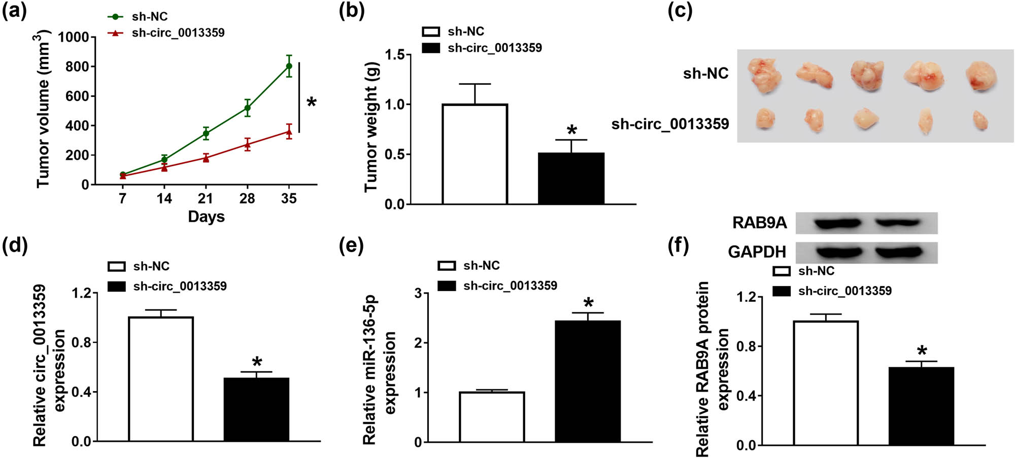Figure 7 
                  Silencing of circ_0013359 inhibits the growth of melanoma xenografts. A875 cells (1 × 106) stably transfected with sh-NC or sh-circ_0013359 were subcutaneously injected into the nude mice. (a) Tumor volume was measured every 7 days. (b) After the mice were killed, the xenograft tumors were weighed. (c) The photos of tumor on day 35 were shown. (d–f) The levels of circ_0013359, miR-136-5p, and RAB9A were measured by qRT-PCR or western blot. *P < 0.05.
               