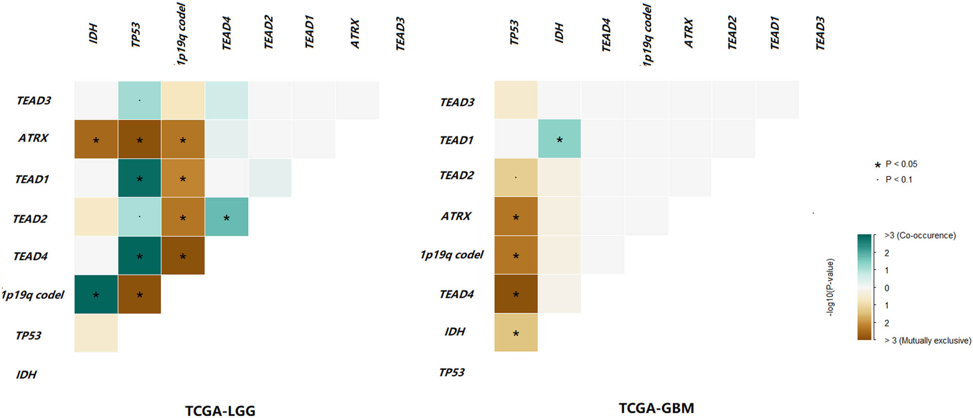 Figure 3 
                  Interactions of TEAD CNVs, isocitrate dehydrogenase (IDH) mutation, TP53 mutation, ATRX mutation and 1p19q co-deletion in TCGA-LGG and TCGA-GBM cohorts. Green represents co-occurrence and brown represents exclusive.
               