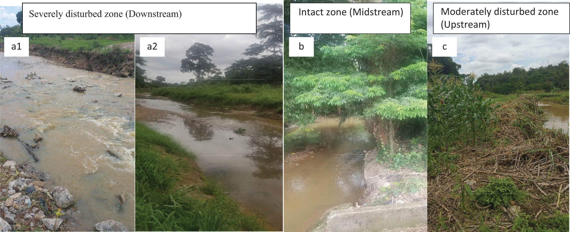 Figure 2 
                  Photographs of some segments of the unregulated Wewe River, where the study was conducted during the wet (June–September, 2019) and dry (January–March, 2020) seasons. a1 & a2 represent the severely disturbed zone (downstream of the river), b = intact zone (river midstream) and c = moderately disturbed zone (river upstream).
