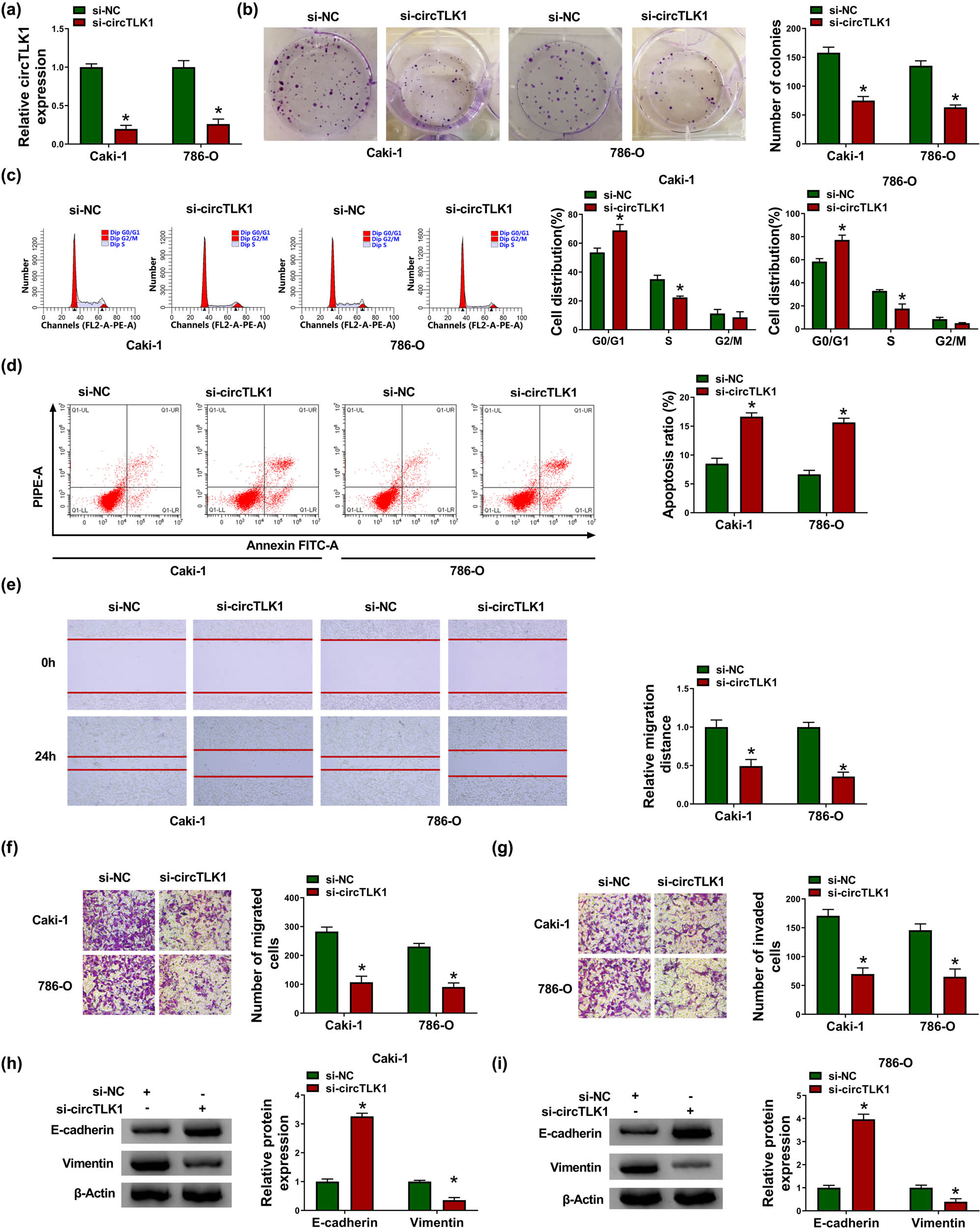 Figure 2
Knockdown of circTLK1 inhibits proliferation and metastasis and promotes apoptosis in RCC cells. (a) The knockdown efficiency of circTLK1 was determined by qRT-PCR. After transfecting Caki-1 and 786-O cells with si-NC or si-circTLK1, colony formation assay and flow cytometry were used to evaluate colony number (b), cell distribution (c), and apoptosis ratio (d). (e–g) Cell migration and invasion were assessed by scratch assay and transwell assay in Caki-1 and 786-O cells transfected with si-NC or si-circTLK1. (h and i) The levels of EMT-related proteins (E-cadherin and Vimentin) were detected using western blot. *P < 0.05.