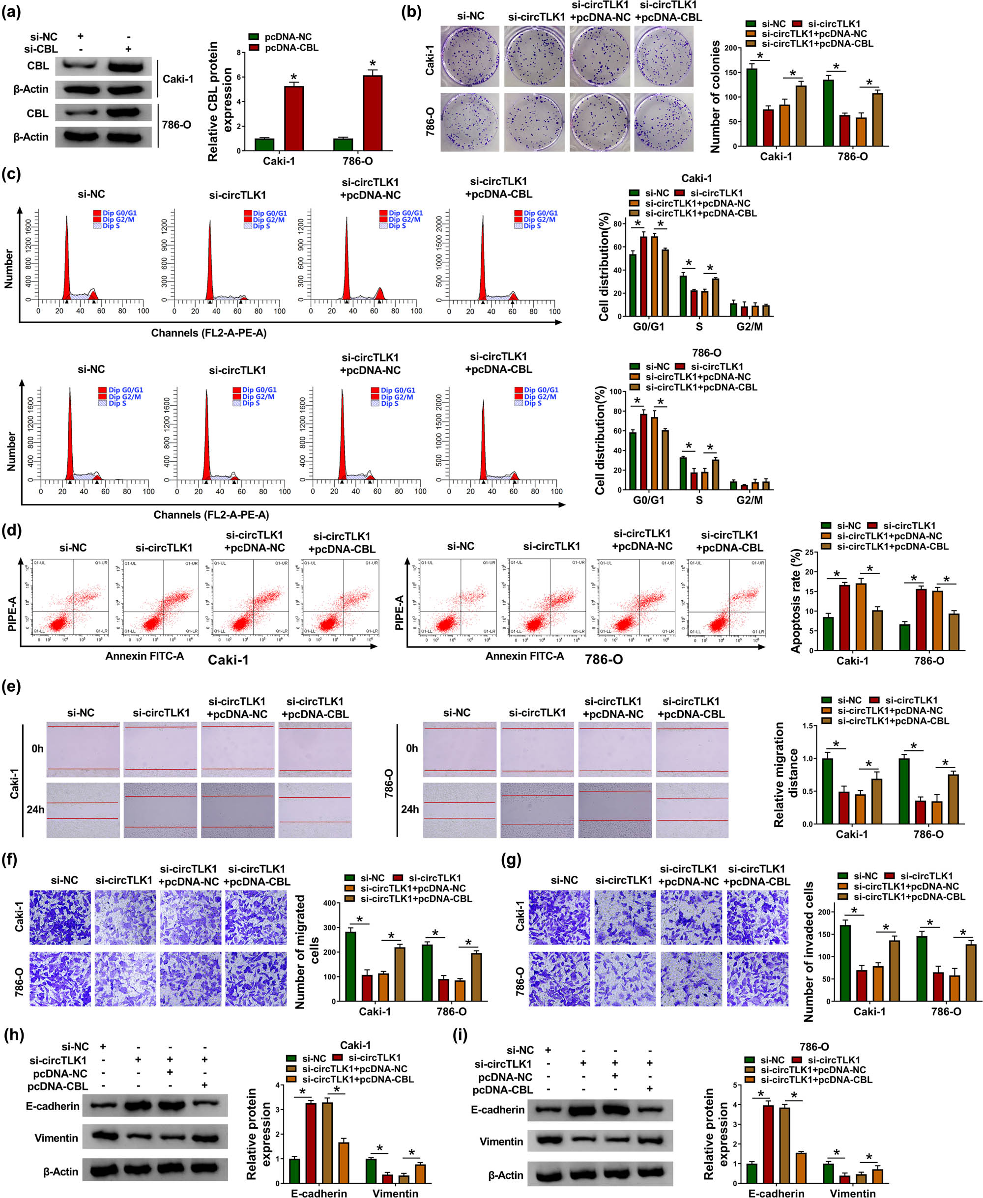 Figure 4
CBL overexpression reverses the effect of circTLK1 depletion on RCC cell progression. (a) The overexpression efficiency of CBL was tested by western blot. After transducing Caki-1 and 786-O cells with si-NC, si-circTLK1, si-circTLK1 + pcDNA-NC, or si-circTLK1 + pcDNA-CBL, colony number (b), cell distribution (c), apoptosis rate (d), cell migration (e and f), cell invasion (g), and the levels of EMT-related proteins (h and i) were detected via appropriate methods. *P < 0.05.