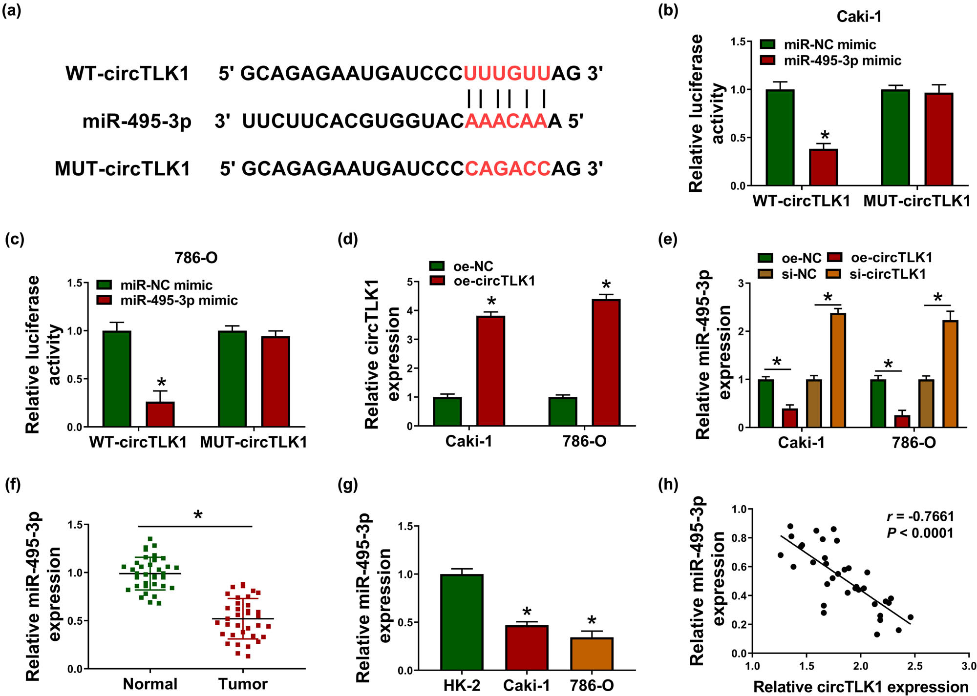 Figure 5
circTLK1 directly interacts with miR-495-3p. (a) Circular RNA Interactome predicted the putative binding site of circTLK1 and miR-495-3p. (b and c) The luciferase activity was tested in Caki-1 and 786-O cells co-transfected with WT-circTLK1 or MUT-circTLK1 and miR-NC mimic or miR-495-3p mimic. (d) circTLK1 expression was detected in Caki-1 and 786-O cells after transfection with oe-NC or oe-circTLK1. (e) The level of miR-495-3p was measured in Caki-1 and 786-O cells transfected with oe-NC, oe-circTLK1, si-NC, or si-circTLK1. (f and g) miR-495-3p expression was examined in RCC tissues and cells. (h) The correlation between circTLK1 and miR-495-3p was analyzed by Spearman’s correlation coefficient. *P < 0.05.