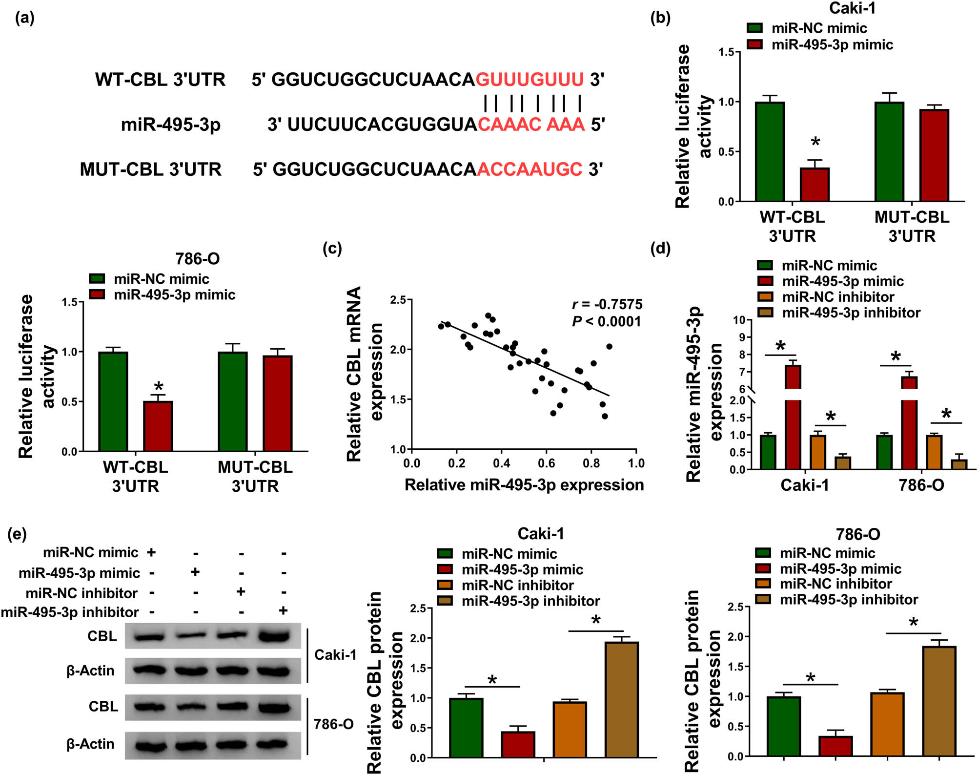 Figure 6
miR-495-3p directly targets CBL. (a) The predicted binding site of miR-495-3p and CBL 3′UTR was displayed. (b) The luciferase activity was detected in Caki-1 and 786-O cells after transfection with WT-CBL 3′UTR or MUT-CBL 3′UTR and miR-NC mimic or miR-495-3p mimic. (c) The correlation between miR-495-3p and CBL in RCC tissues was tested by Spearman’s correlation coefficient. (d and e) The levels of miR-495-3p and CBL protein were examined in Caki-1 and 786-O cells transfected with miR-NC mimic, miR-495-3p mimic, miR-NC inhibitor, or miR-495-3p inhibitor. *P < 0.05.