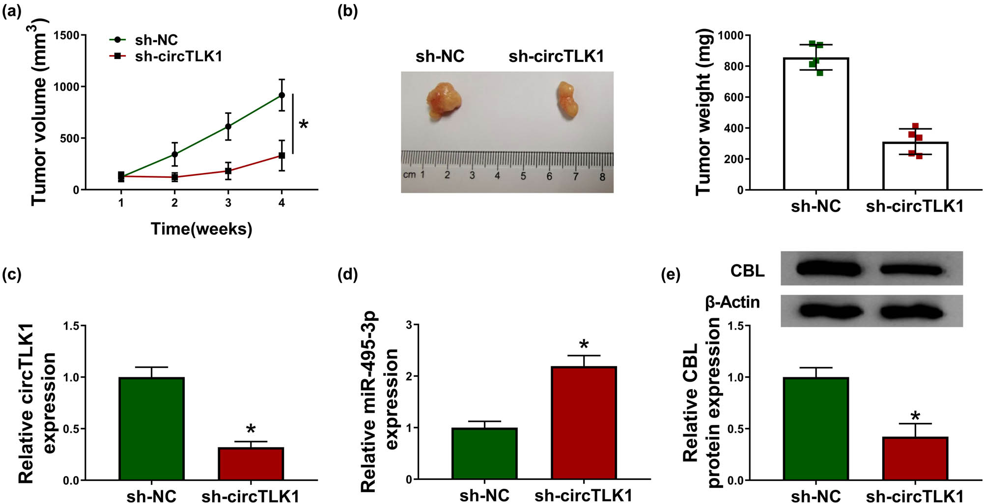 Figure 8
circTLK1 silencing blocks tumor growth in vivo. 786-O cells transfected with sh-NC or si-circTLK1 were subcutaneously injected into the nude mice (n = 5 per group). (a) Tumor volume was measured once a week. (b) After 4 weeks, the mice were killed, and the xenograft tumors were removed and weighed. (c–e) The levels of circTLK1, miR-495-3p, and CBL in xenograft tumors were detected using qRT-PCR or western blot. *P < 0.05.