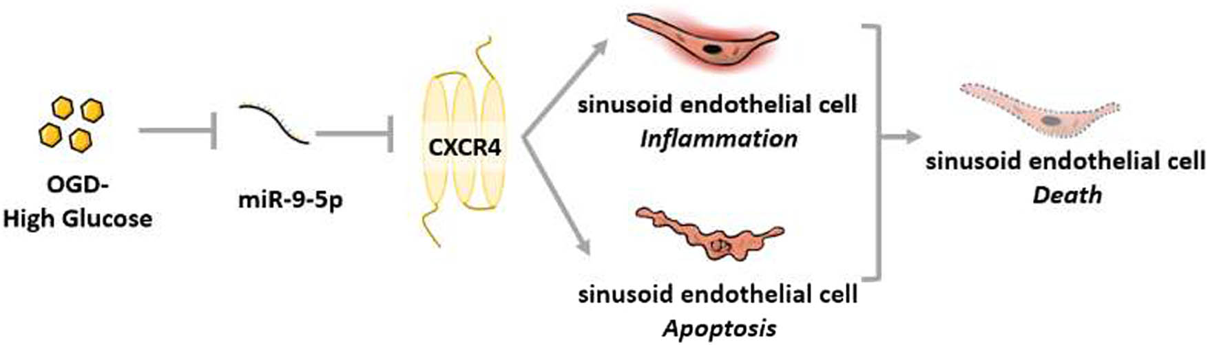 Figure 4 
                  Proposed mechanism of miR9-5p-mediated protection in LSEC following OGD/HG challenge.
               