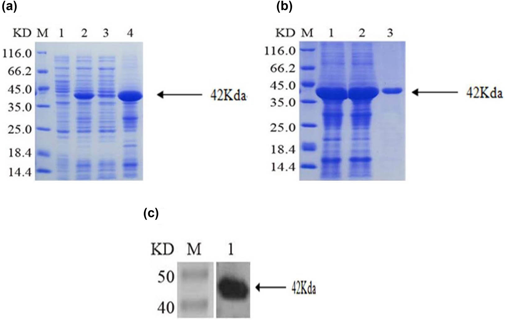 Figure 1
Acquisition, purification, and validation of recombinant BFT1 (rBFT1) protein. (a) Positive expression clone strains could produce rBFT1 (M: Protein marker, 1: Proteins in positive colon strains without induction, 2: Proteins in positive colon strains with IPTG induction, 3: Proteins in supernatants of IPTG-induced positive clone strains after sonication, 4: Proteins in sediments of IPTG-induced positive clone strains after sonication). (b) Ni-agarose affinity chromatography was applied to purify the recombinant BFT1. (M: Protein marker, 1: Total protein, 2: Washing solution, 3: Eluate). (c) The expression of rBFT1 was verified by western blots using anti-His tag antibody.