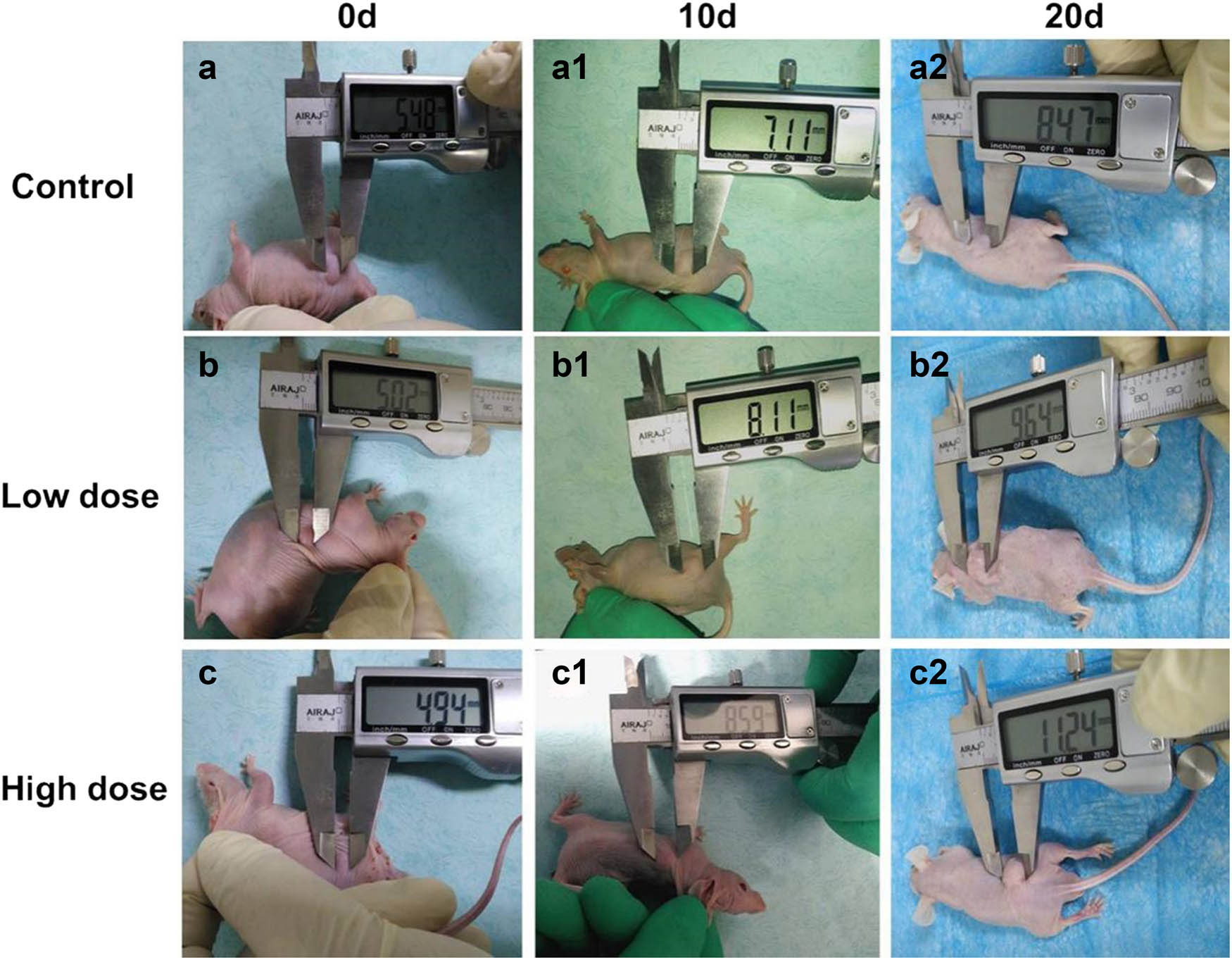 Figure 4
Measurement of tumor diameter after peritumoral injection of different doses of rBFT-1. (a–a2) control group (no BFT group); (b–b2) Low-dose group (100 μg/kg); (c–c2) high-dose group (200 μg/kg).