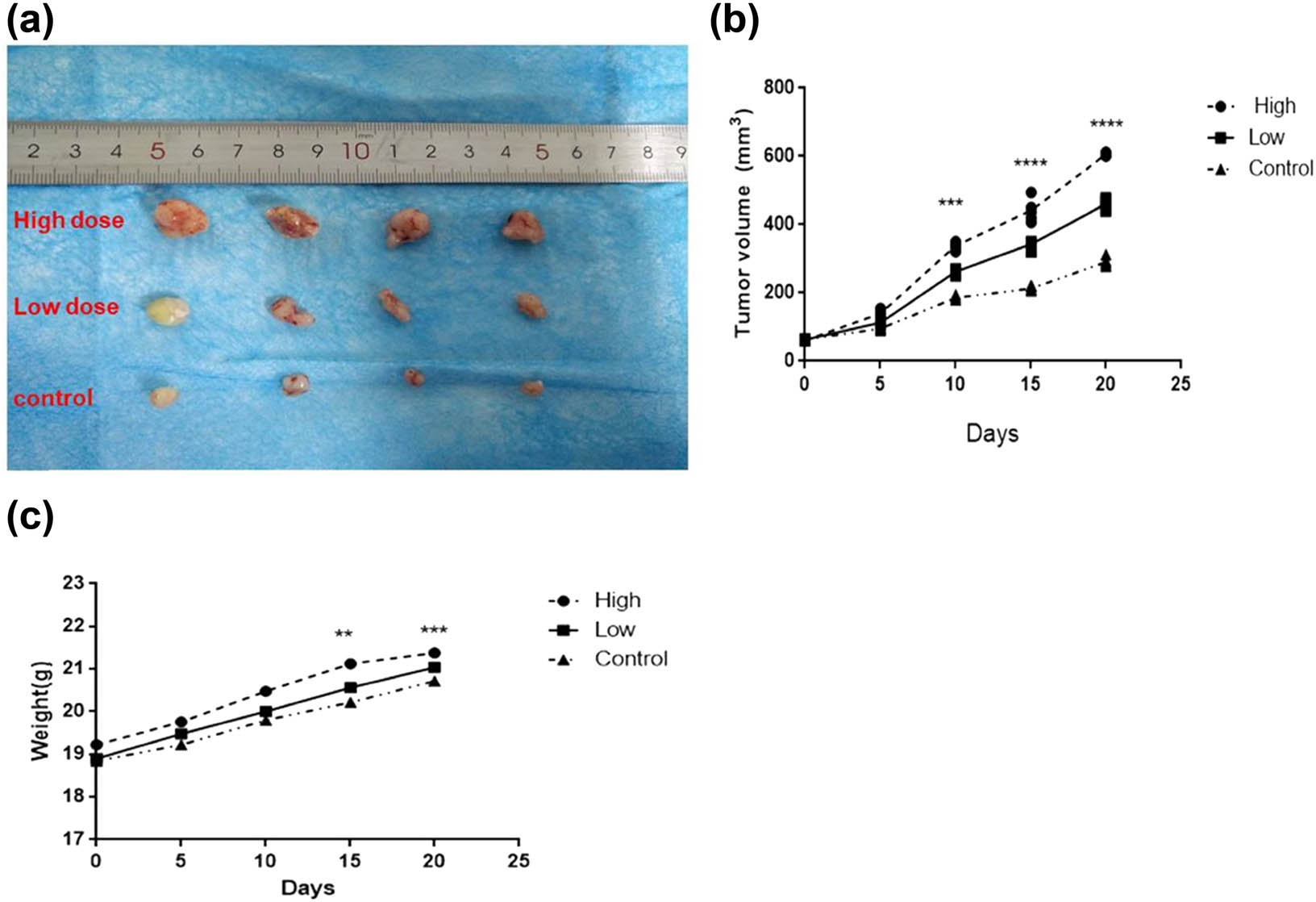Figure 5
Image showing changes of tumor volumes and body weights after peritumoral injection by rBFT-1 protein on nude mice in different times. (a) Tumor size; (b) tumor volume; (c) tumor weight. High: 200 μg/kg; Low: 100 μg/kg; ns, *, **, and *** represent P > 0.05, P < 0.05, P < 0.01, and P < 0.001, respectively.