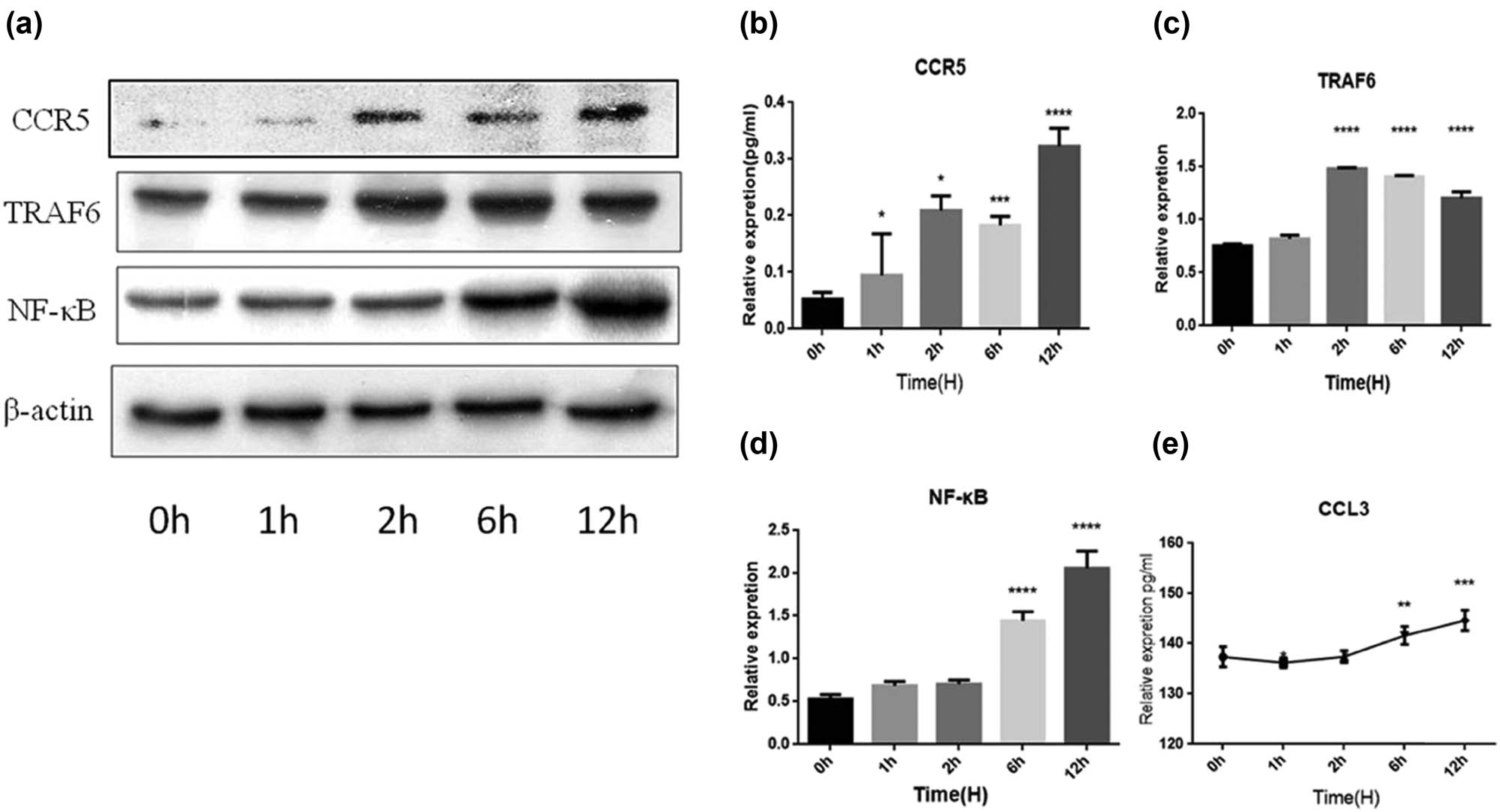Figure 7
Interference with rBFT-1 has effects on the expression of CCR5, TRAF6, NF-κb, and CCL3 in SW620 cells. (a–d) The relative expression of CCR5, NF-κb, and TRAF6. (e) The relative expression of CCL3 was determined by ELISA. ns, *, **, and *** represent P > 0.05, P < 0.05, P < 0.01, and P < 0.001, respectively.