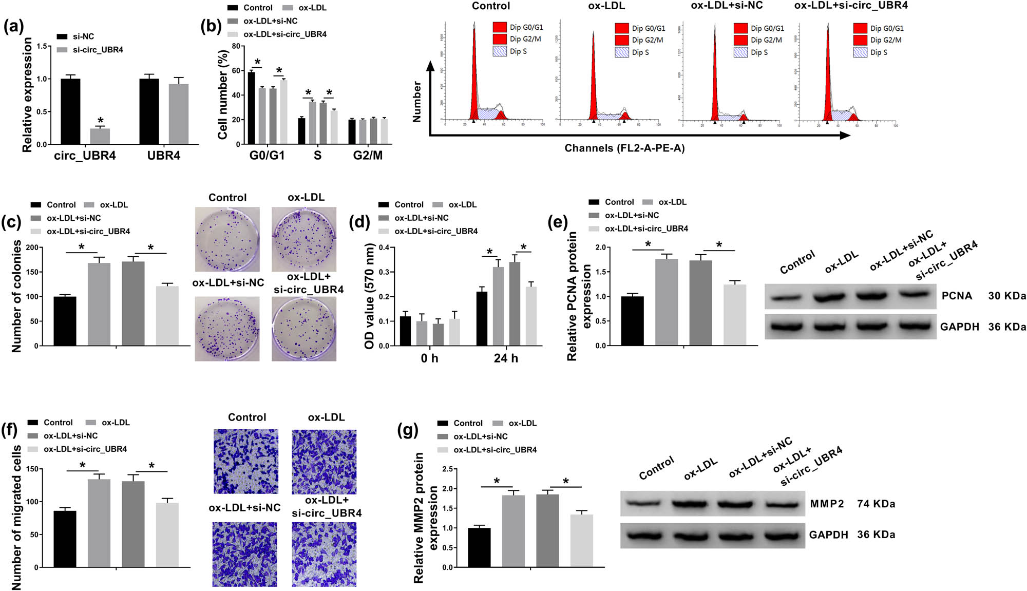 Figure 2
Suppressive role of circ_UBR4 depletion in cell cycle progression, proliferation, and migration of ox-LDL-induced human VSMCs. (a) RT-qPCR detected circ_UBR4 and UBR4 expression levels in VSMCs transfected with siRNA targeting circ_UBR4 (si-circ_UBR4), normalized to its negative control (si-NC) transfection. (b–g) VSMCs were co-treated with siRNA transfection for 24 h and ox-LDL (100 μg/mL) treatment for another 24 h. (b) FCM analyzed cell distributions in different cell cycle phases (G0/G1, S, and G2/M) by counting cell number. (c) Colony formation assay measured colony-forming ability by determining number of colonies. (d) CCK-8 assay monitored cell viability by analyzing OD value at 570 nm. (e) Western blotting detected expression of proliferation marker, PCNA. (f) Transwell assay evaluated cell migration ability by counting number of migrated cells. (g) Western blotting detected expression of migration marker, matrix MMP2. *P < 0.05.