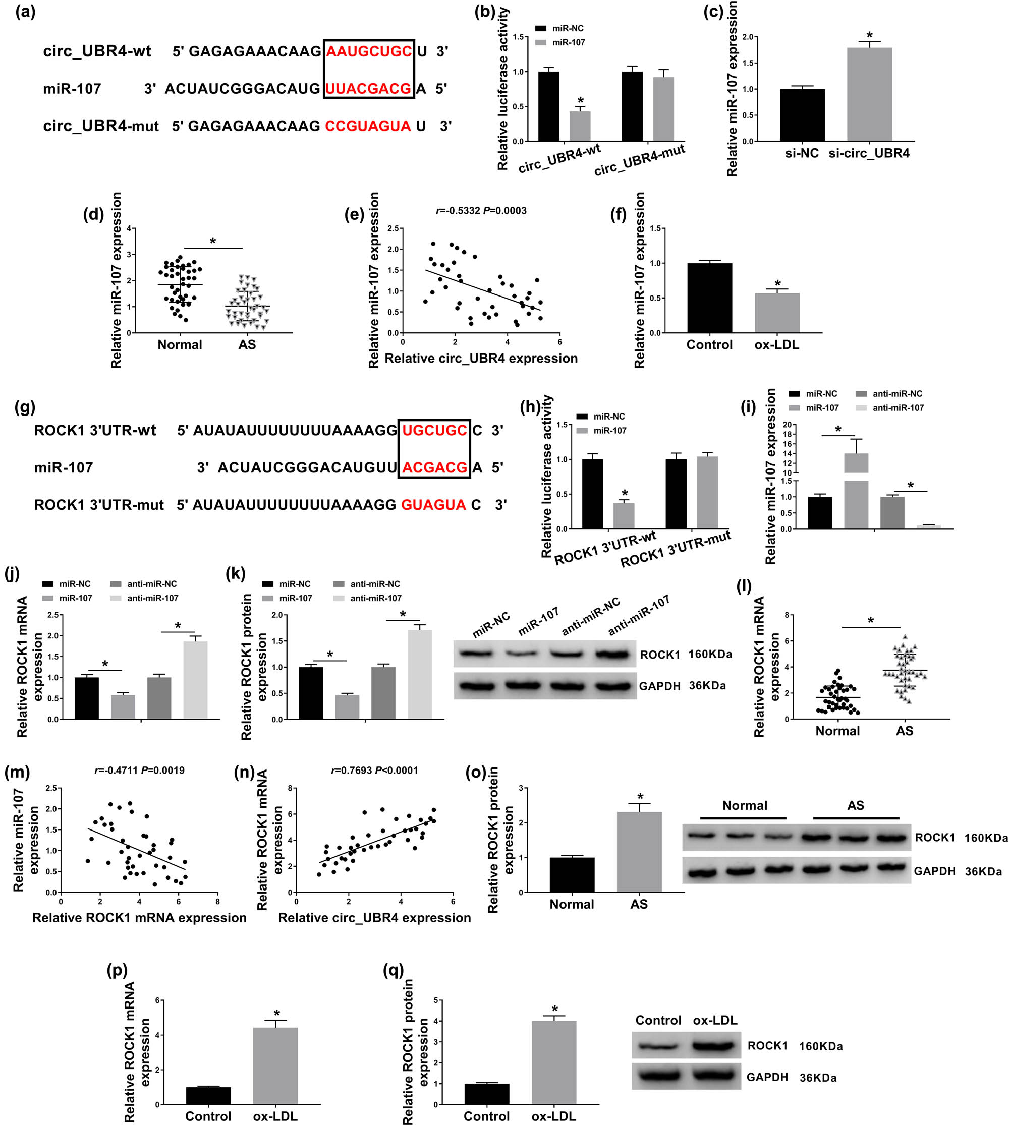 Figure 4
miRNA (miR)-107 directly interacted with circ_UBR4 and ROCK1. (a and g) Starbase3.0 software predicted the potential complementary sites of miR-107 on (a) wild type of circ_UBR4 (circ_UBR4-wt) and (g) wild type of ROCK1 in 3′untranslated region (ROCR1 3′UTR-wt). The red in black box was the binding sites, and the red out of black box was the mutated sites in the mutant type of circ_UBR4 (circ_UBR4-mut) and mutant type of ROCK1 (ROCK1 3′UTR-mut). (b and h) Dual-luciferase reporter assay measured luciferase activity of vector carrying (b) circ_UBR4-wt or circ_UBR4-mut, and (h) ROCR1-wt or ROCR1-mut in VSMCs transfected with miR-107 mimic (miR-107) or its negative control (miR-NC). (c and d) RT-qPCR detected miR-107 expression level in VSMCs transfected with si-NC or si-circ_UBR4, and serum samples in AS and normal groups. (e) Pearson’s correlation analysis determined the association between circ_UBR4 and miR-107 expression in human AS serum. (f) RT-qPCR detected miR-107 expression level in ox-LDL (100 μg/mL)-treated human VSMCs. (i–k) VSMCs were transfected with miR-NC, miR-107, miR-107-5p inhibitor (anti-miR-107), or the negative control (anti-miR-NC), and then (i and j) RT-qPCR measured miR-107 expression level and ROCK1 mRNA expression level, and (k) western blotting examined ROCK1 protein expression level. (l) RT-qPCR examined ROCK1 mRNA expression level in serum samples in AS and normal groups. (m and n) Pearson’s correlation analysis determined the association between ROCK1 mRNA and either miR-107 or circ_UBR4 expression in human AS serum. (o) Western blotting detected ROCK1 protein expression level in three groups of serum samples from AS patients and normal people. (p and q) RT-qPCR and western blotting measured ROCK1 expression in ox-LDL (100 μg/mL)-treated human VSMCs both on mRNA level and protein level. *P < 0.05.