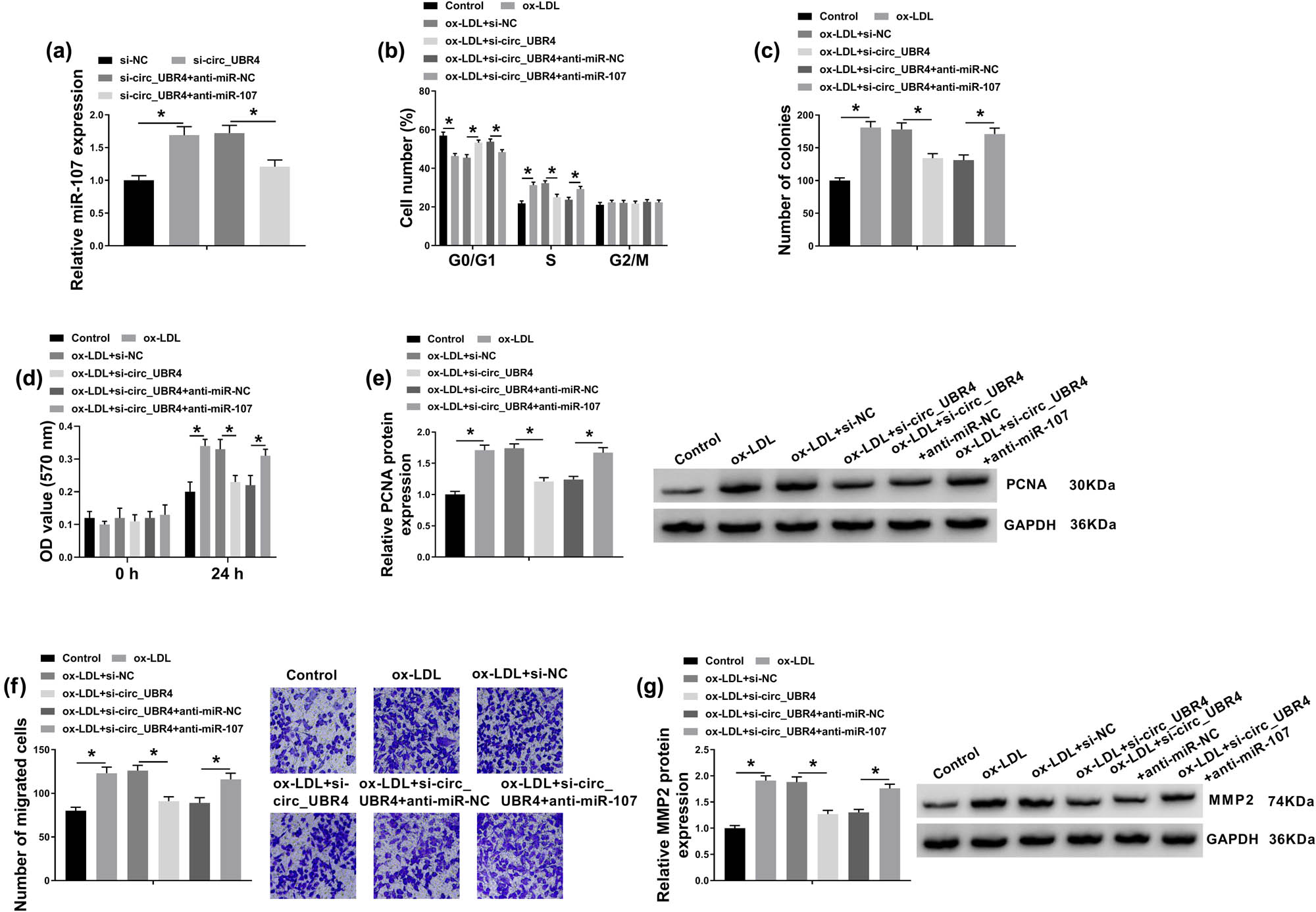 Figure 5
Silencing miR-107 abolished the role of circ_UBR4 depletion in ox-LDL-induced human VSMCs. (a) RT-qPCR examined miR-107 expression level in VSMCs transfected with si-NC alone, si-circ_UBR4 alone, or together with anti-NC or anti-miR-107. (b–g) VSMCs were co-treated with above transfections for 24 h and ox-LDL (100 μg/mL) treatment for another 24 h. (b) FCM analyzed cell numbers in G0/G1, S, and G2/M phases. (c) Colony formation assay determined number of colonies. (d) CCK-8 assay monitored OD value at 570 nm. (e) Western blotting detected PCNA protein expression level. (f) Transwell assay evaluated number of migrated cells. (g) Western blotting detected MMP2 protein expression level. *P < 0.05.