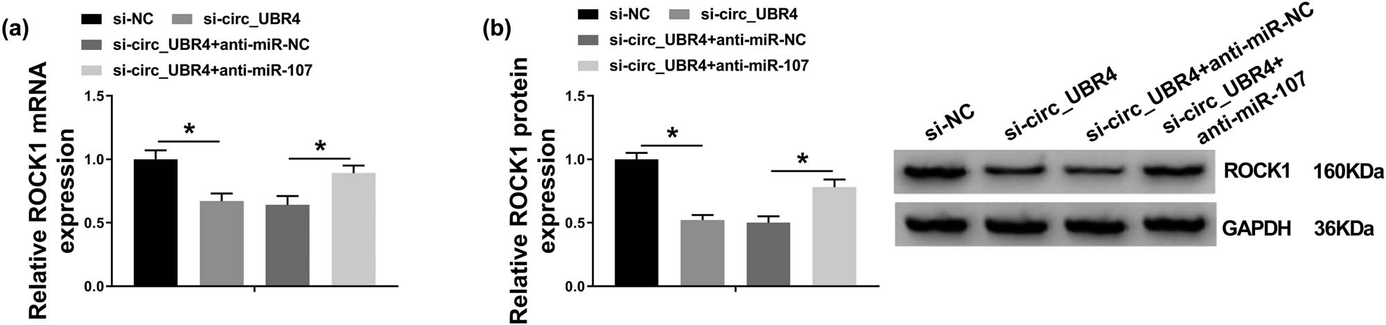 Figure 6
circ_UBR4 modulated ROCK1 expression in human VSMCs via miR-107 regulation. (a and b) RT-qPCR and western blotting measured ROCK1 expression levels in VSMCs transfected with si-NC alone, si-circ_UBR4 alone, or together with anti-NC or anti-miR-107. *P < 0.05.