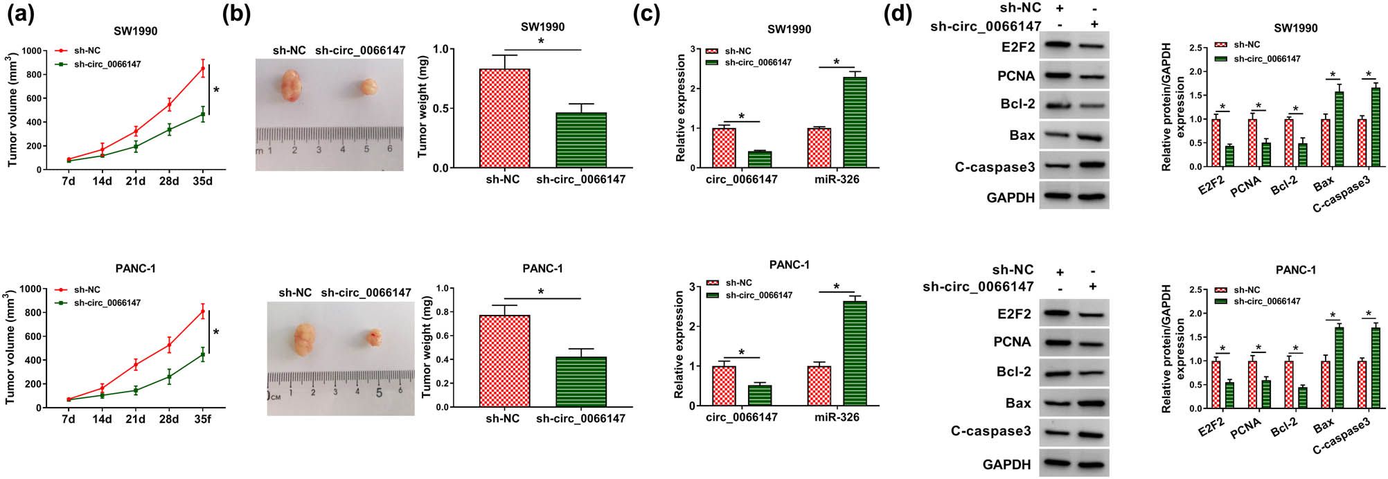 Figure 8
circ_0066147 silencing attenuated tumor growth in vivo. SW1990 and PANC-1 cells stably infected with sh-circ_0066147 or sh-NC were individually implanted into the nude mice (n = 6 each group). In 35 days postimplantation, mice were euthanized and tumor tissues were excised. (a) Growth curves of the xenograft tumors. (b) Representative images and the average weight of the excised tumors. circ_0066147 and miR-326 expression levels by qRT-PCR (c) and the levels of E2F2, PCNA, Bcl-2, Bax and C-caspase3 by Western blot (d) in the xenograft tissues. β-Actin, U6 or GAPDH served as the reference gene. *P < 0.05.