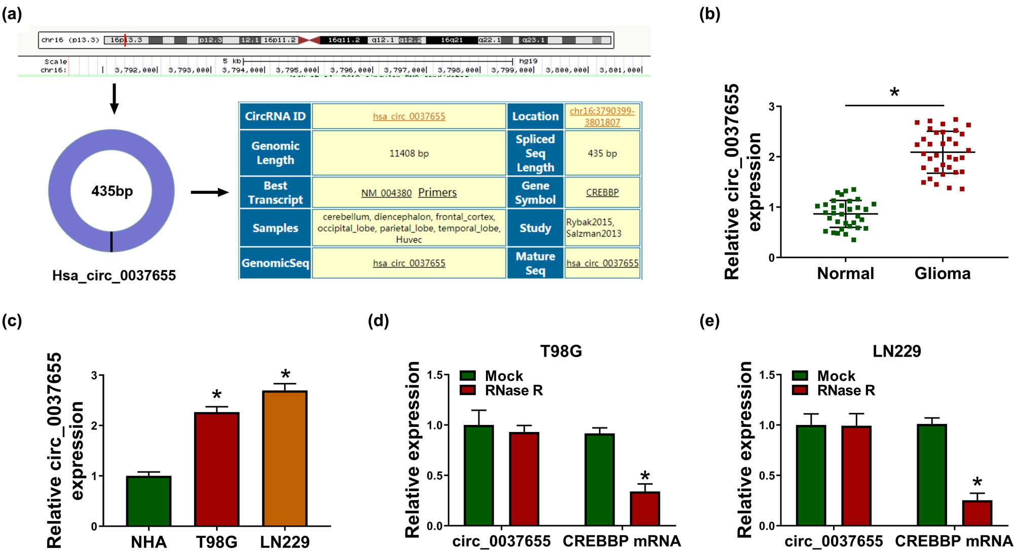 Figure 1
circ_0037655 was dysregulated with a high level in glioma samples and cells. (a) The genetic information of circ_0037655 in circinteractome. (b and c) circ_0037655 expression in tissue samples (normal and glioma tissues) and cell lines (NHA, T98G and LN229) was analyzed by qRT-PCR assay. (d and e) The qRT-PCR was used for the examination of circ_0037655 and CREBBP mRNA after treatment of RNase R in total RNA from T98G (d) and LN229 (e) cells. *P < 0.05.