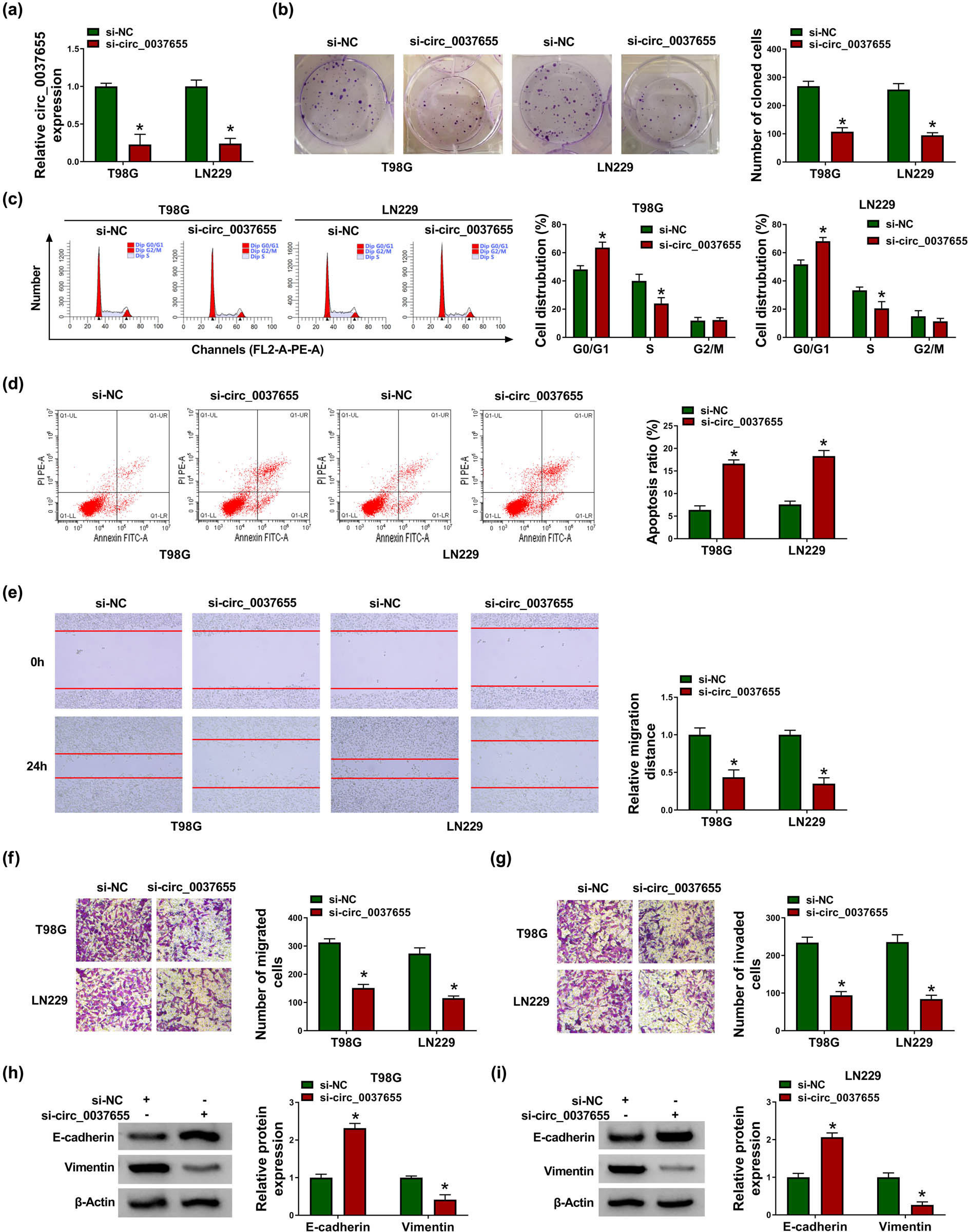 Figure 2
Downregulating circ_0037655 inhibited tumorigenesis and metastasis in glioma. Si-NC and si-circ_0037655 were, respectively, transfected into T98G and LN229 cells. (a) The detection of circ_0037655 was performed by qRT-PCR. (b) Colony formation assay was applied to determine cell proliferation. (c and d) Cell cycle (c) and apoptosis (d) were measured by flow cytometry. (e) Cell migration was assessed by scratch assay. (f and g) Transwell assay was conducted for analyzing cell migration (f) and invasion (g). (h and i) E-cadherin and Vimentin protein levels were examined via western blot. *P < 0.05.