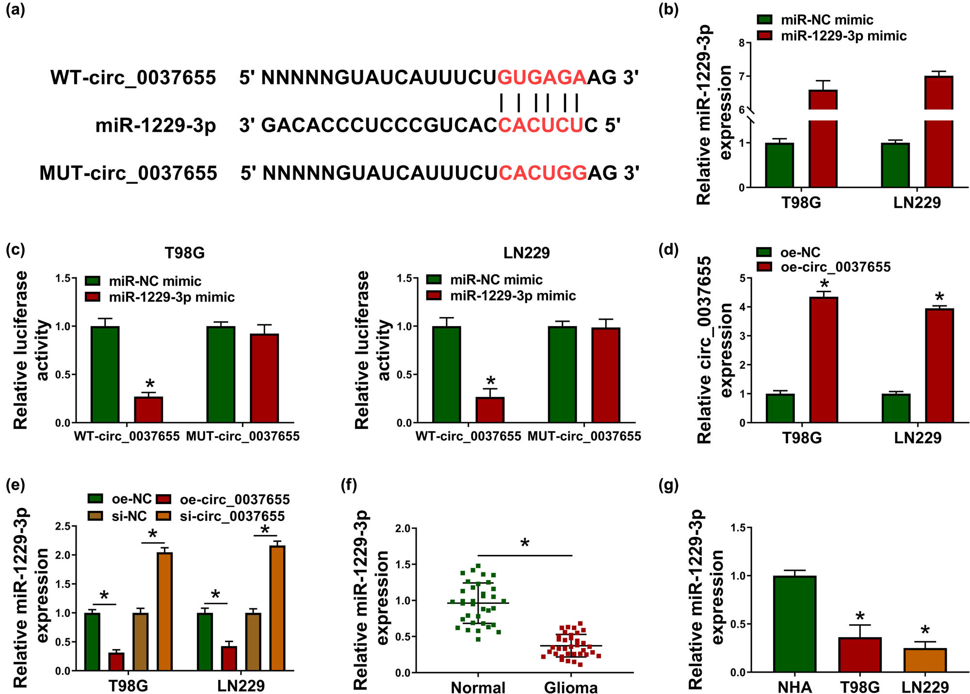 Figure 3
miR-1229-3p was an miRNA target of circ_0037655. (a) Circinteractome presented the site binding between circ_0037655 and miR-1229-3p. (b) The miR-1229-3p expression was assayed using qRT-PCR after transfection of miR-NC mimic or miR-1229-3p mimic. (c) The interaction between circ_0037655 and miR-1229-3p was analyzed by dual-luciferase reporter assay. (d) The overexpression efficiency of oe-circ_0037655 was evaluated by qRT-PCR. (e) After transfection of oe-NC, oe-circ_0037655, si-NC or si-circ_0037655, miR-1229-3p expression determination was carried out via qRT-PCR. (f and g) The expression analysis of miR-1229-3p in glioma tissues (f) and cells (g) was carried out by qRT-PCR. *P < 0.05.