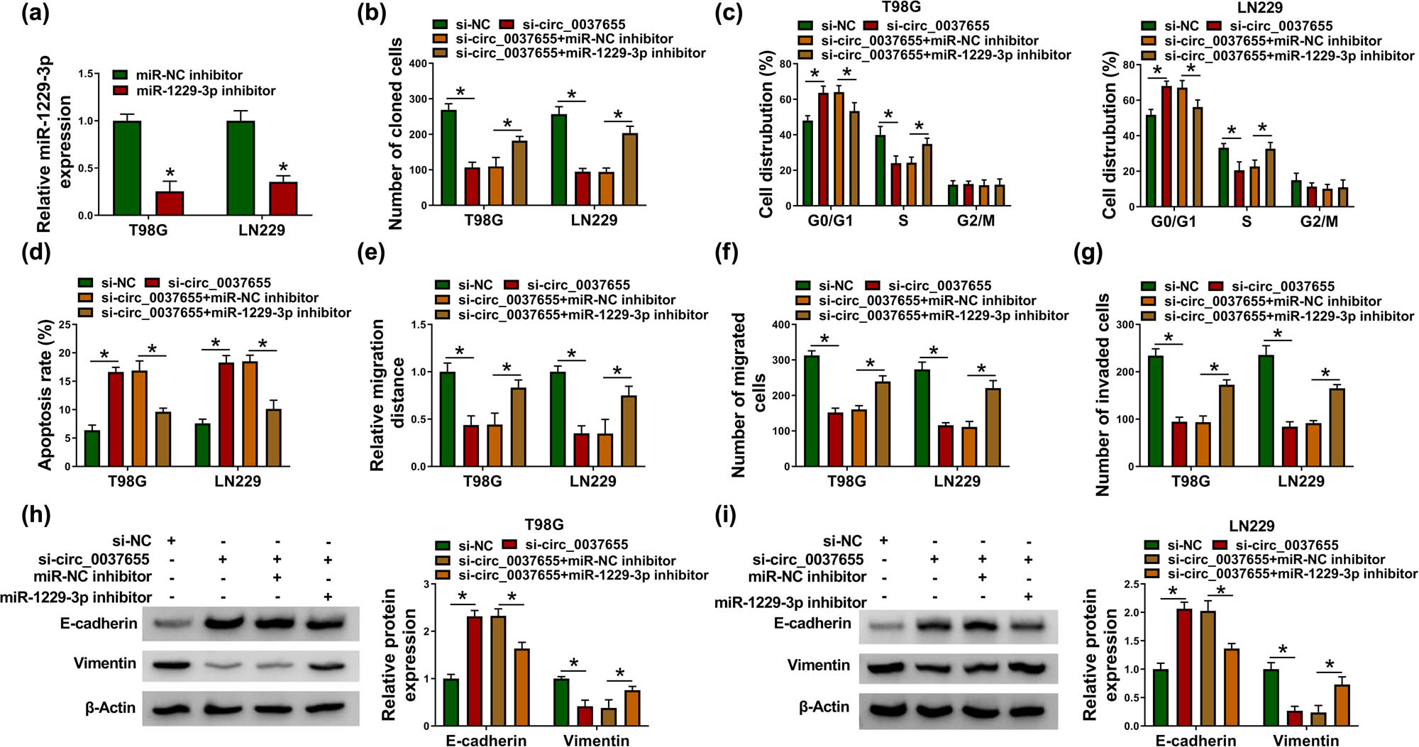 Figure 4
miR-1229-3p inhibitor mitigated the si-circ_0037655-induced glioma progression inhibition. (a) The qRT-PCR was implemented for analyzing the transfection efficiency of miR-1229-3p inhibitor. (b–i) In T98G and LN229 cells transfected with si-NC, si-circ_0037655, si-circ_0037655 + miR-NC inhibitor or si-circ_0037655 + miR-1229-3p inhibitor, cellular behaviors were performed by colony formation assay for cell proliferation (b), flow cytometry for cell cycle (c) and apoptosis (d), scratch assay for cell migration (e), transwell assay for migration and invasion (f and g), and western blot for EMT-associated protein detection (h and i). *P < 0.05.