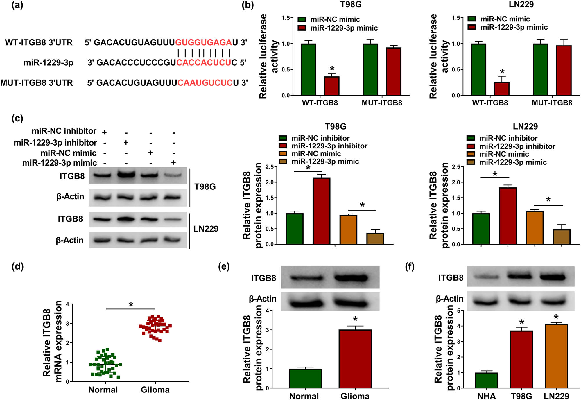 Figure 5
ITGB8 was a target gene in the downstream of miR-1229-3p. (a) The binding sites of miR-1229-3p in ITGB8 3′-UTR were analyzed by Targetscan. (b) Dual-luciferase reporter assay was conducted to verify that ITGB8 could combine with miR-1229-3p. (c) Western blot was exploited for protein level detection of ITGB8 in T98G and LN229 cells with transfection of miR-NC inhibitor, miR-1229-3p inhibitor, miR-NC mimic or miR-1229-3p mimic. (d and e) ITGB8 mRNA and protein levels in normal and glioma tissues were measured via qRT-PCR and western blot. (f) The analysis of ITGB8 protein expression in glioma cells was performed by western blot. *P < 0.05.