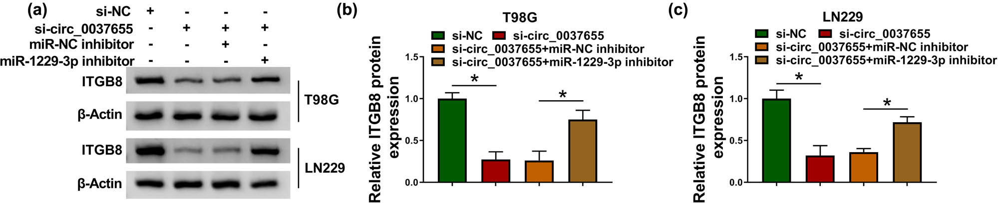 Figure 7
ITGB8 was regulated by the circ_0037655/miR-1229-3p axis in glioma cells. (a–c) ITGB8 protein expression examination was carried out via western blot in T98G and LN229 cells transfected with si-NC, si-circ_0037655, si-circ_0037655 + miR-NC inhibitor or si-circ_0037655 + miR-1229-3p inhibitor. *P < 0.05.