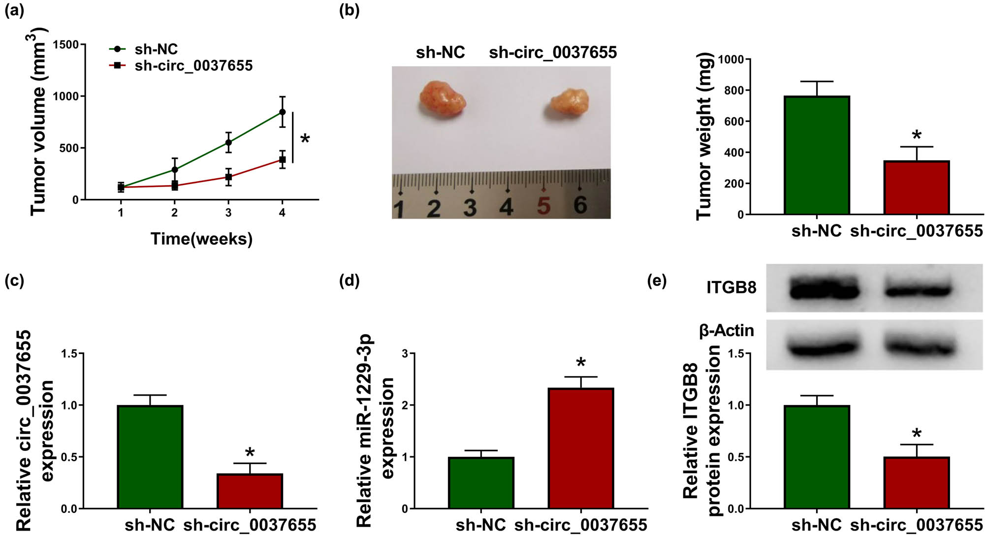Figure 8
Glioma tumorigenesis in vivo was retarded by the silence of circ_0037655 via the miR-1229-3p/ITGB8 axis. (a and b) Tumor volumes in sh-NC and sh-circ_0037655 groups were determined weekly (a) and tumors were weighed after tumor excision (b). (c and d) The qRT-PCR was employed to assay the levels of circ_0037655 (c) and miR-1229-3p (d). (e) Protein expression of ITGB8 was detected by western blot. *P < 0.05.