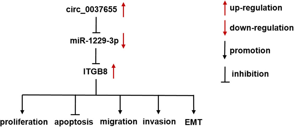 Figure 9
circ_0037655/miR-1229-3p/ITGB8 axis regulated the biological processes of glioma cells.