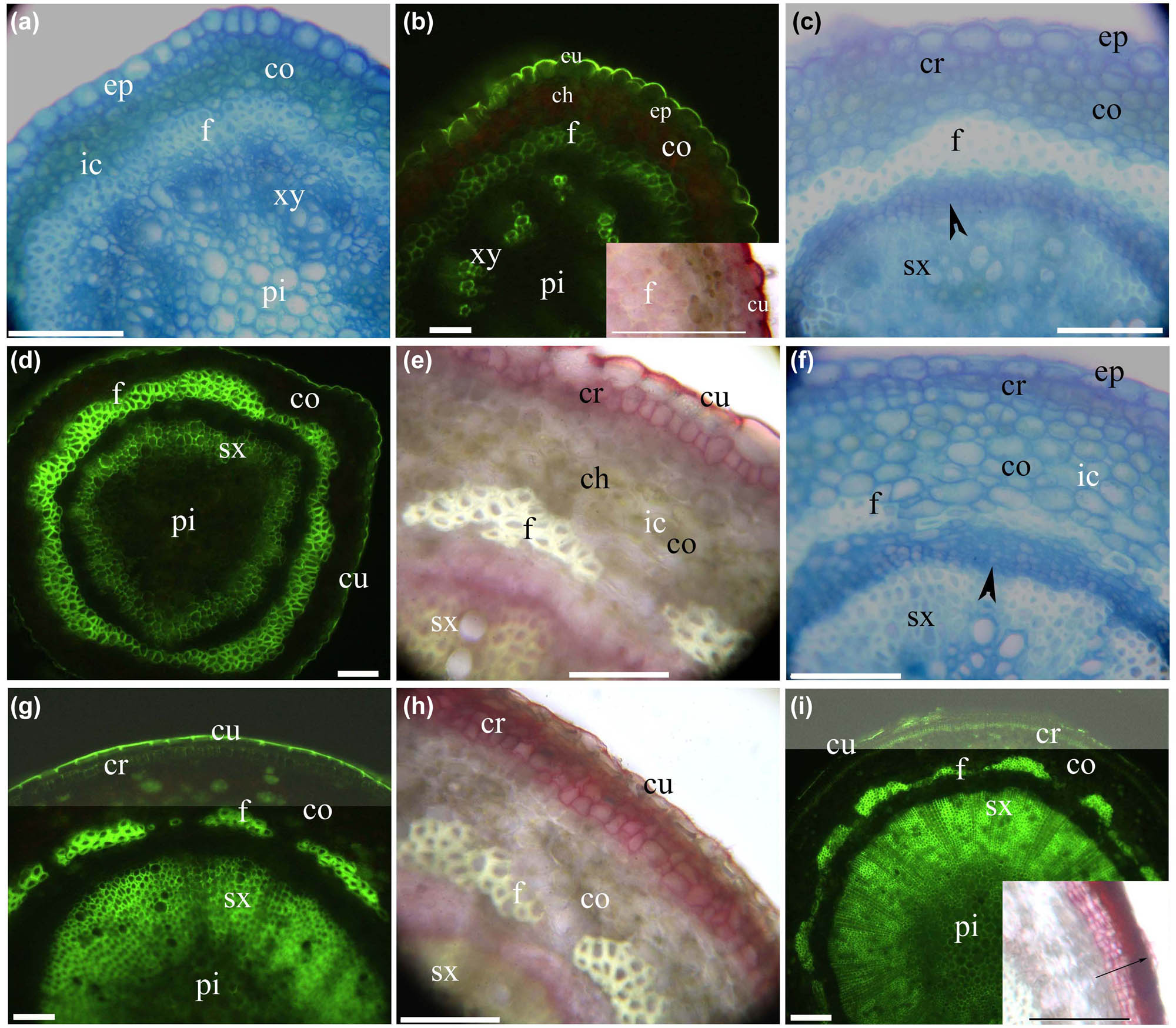 Figure 3 
                  Photomicrographs of Myricaria laxiflora stems (150–270 mm long). Scale bars = 50 µm. (a) Pith, primary xylem, phloem fibers, cortex, intercellular space, and epidermis. Staining: TBO. (b) Pith, primary xylem, phloem fibers, cortex, chloroplast, epidermis, and cuticle. Staining: BAB. Inset shows phloem fibers and cuticle. Staining: SR7B. (c) Secondary xylem, vascular cambia (arrowhead), phloem fibers, cortex, divided cork, and epidermis. Staining: TBO. (d) Pith, secondary xylem, phloem fibers, cortex, and cuticle. Staining: BAB. (e) Secondary xylem, phloem fibers, cortex, intercellular space, chloroplast, cork, and cuticle. Staining: SR7B. (f) Secondary xylem, vascular cambia (arrowhead), phloem fibers, cortex, intercellular space, cork, and epidermis. Staining: TBO. (g) Pith, secondary xylem, phloem fibers, cortex, cork, and cuticle. Staining: BAB. (h) Secondary xylem, phloem fibers, cortex, cork, and cuticle. Staining: SR7B. (i) Pith, secondary xylem, phloem fibers, cortex, cork, and cuticle. Staining: BAB. Inset shows bark (arrow). Staining: SR7B.
               