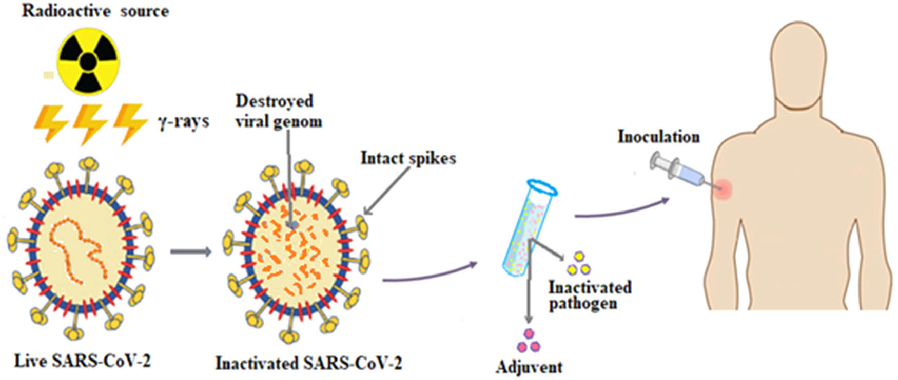 Figure 1 
                  Schematic diagram showing the development of SARS-CoV-2 vaccine using radiation-induced inactivation of live virus.
               