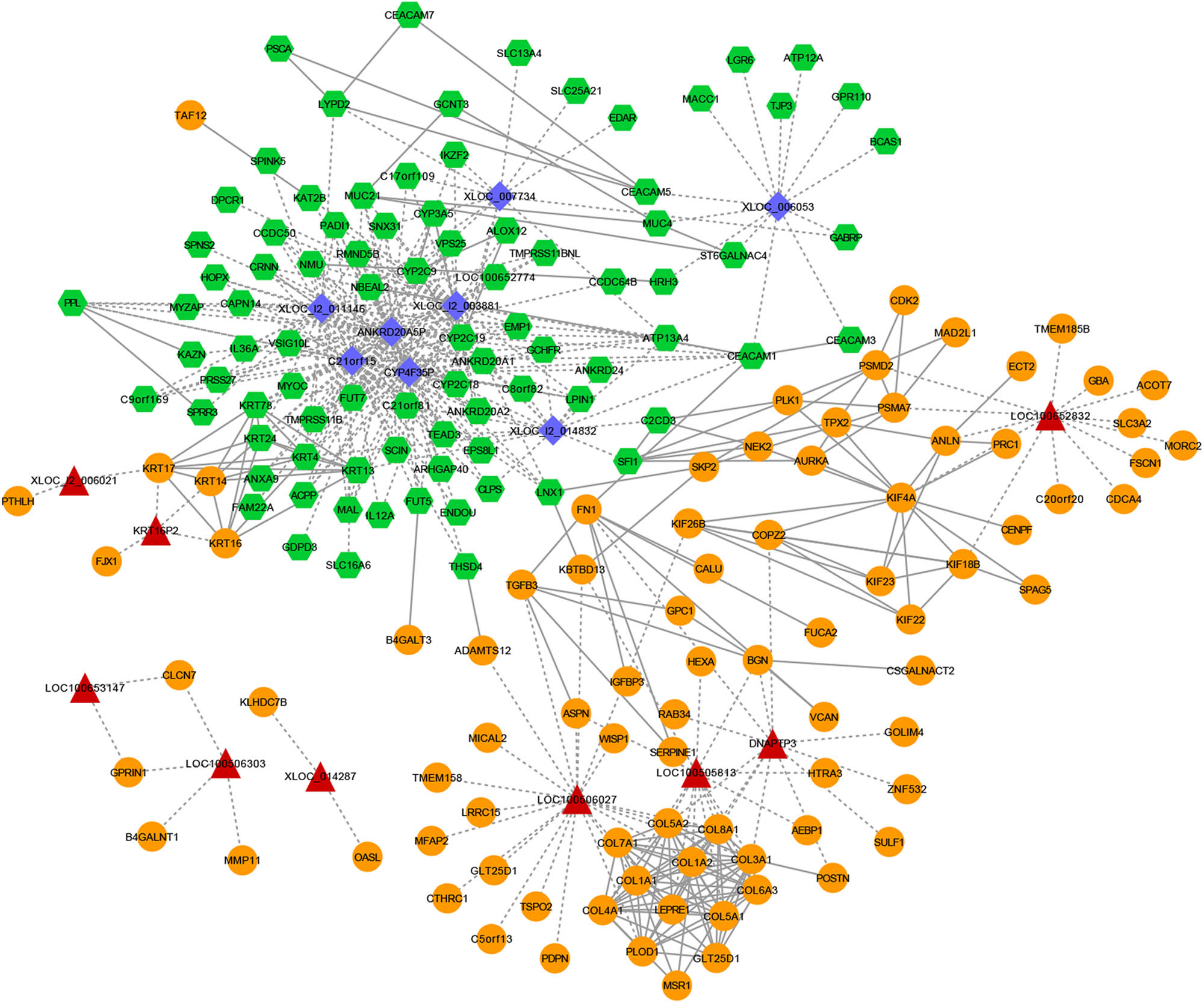 Figure 2 
                  The lncRNA–mRNA co-expression network. Purple diamond: downregulated lncRNA; red triangle: upregulated lncRNA; green hexagon: downregulated mRNA; orange circle: upregulated mRNA; dotted line: lncRNA–mRNA co-expression pairs; solid line: protein–protein interaction (PPI) pairs.
               