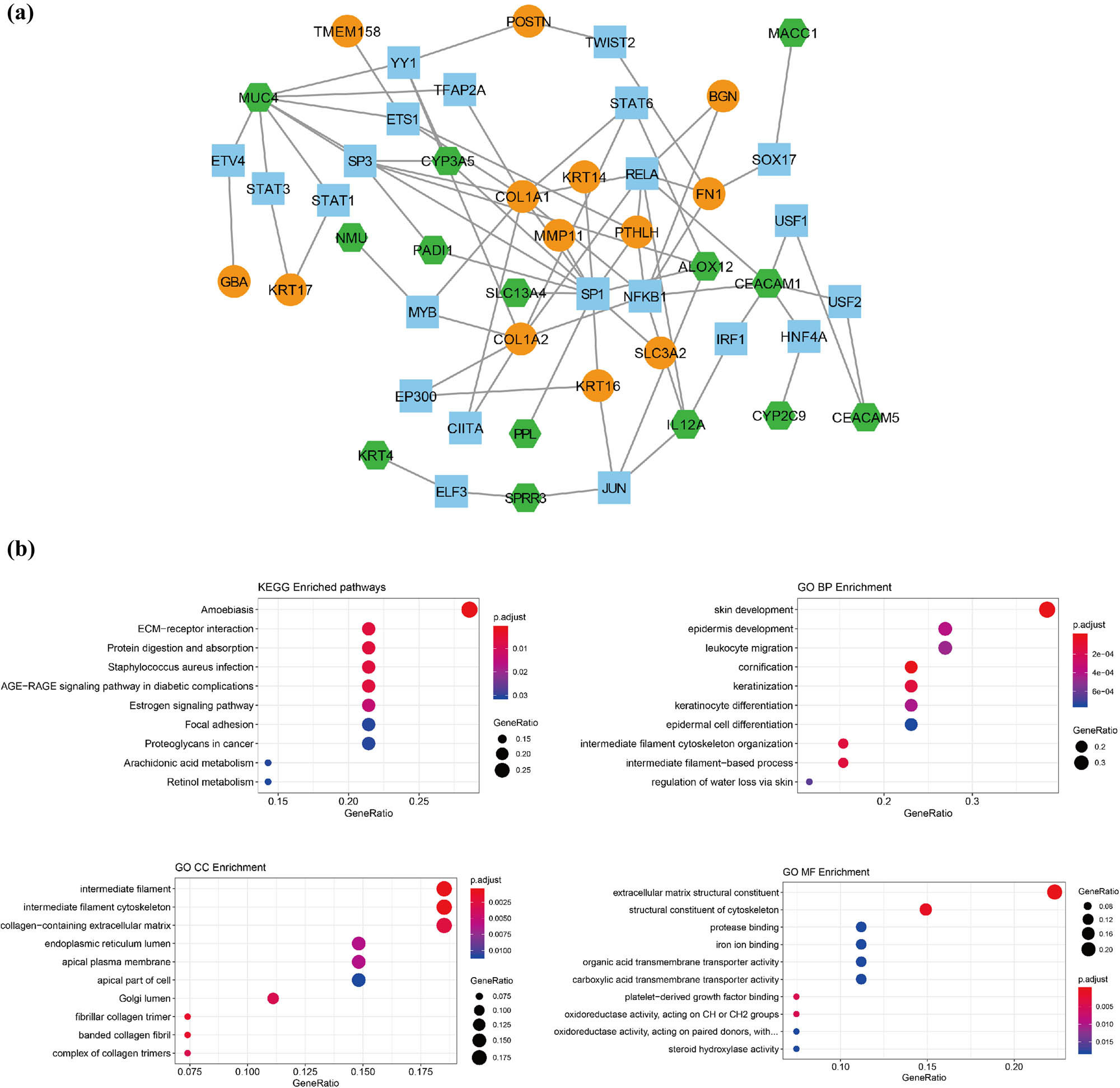 Figure 3 
                  Transcription factor (TF) prediction and functional enrichment. (a) The TF-mRNA network. Blue square: TFs; orange circle: upregulated mRNA; green hexagon: downregulated mRNA. (b) The top 10 gene ontology (GO) terms and Kyoto Encyclopedia of Genes and Genomes (KEGG) pathways enriched by differentially expressed genes (DEGs) in TF-mRNA network. Point size: GeneRatio, color shift from blue to red indicates p adjust value from low to high.
               