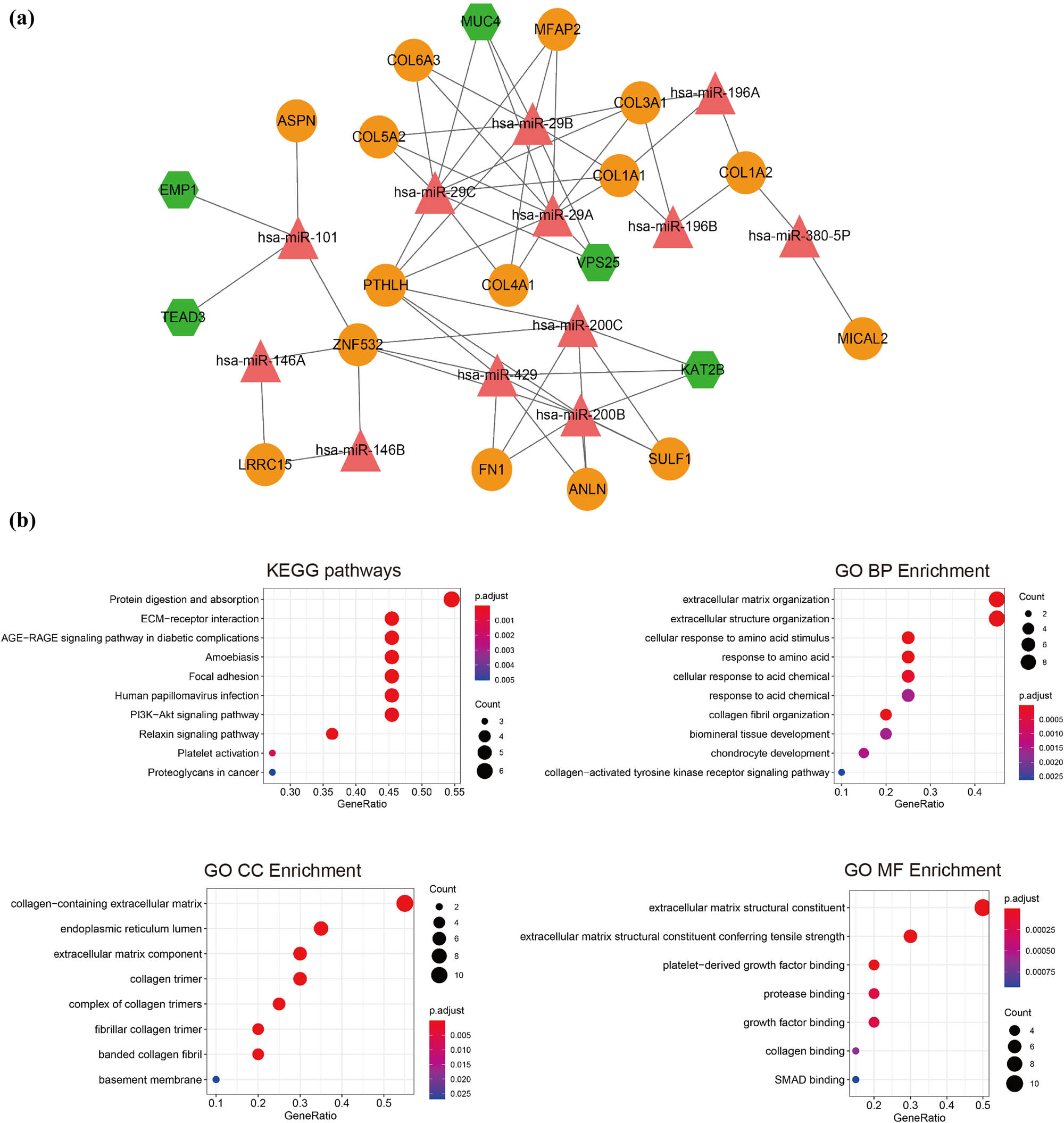 Figure 4 
                  microRNAs (miRNAs) prediction and functional enrichment. (a) The miRNA-target network. Green hexagon: downregulated mRNAs; orange circle: upregulated mRNA; red triangle: miRNAs. (b) The top 10 gene ontology (GO) terms and Kyoto Encyclopedia of Genes and Genomes (KEGG) pathways enriched by differentially expressed genes (DEGs) in miRNA-target network. Point size: GeneRatio, color shift from blue to red indicates p adjust value from low to high.
               
