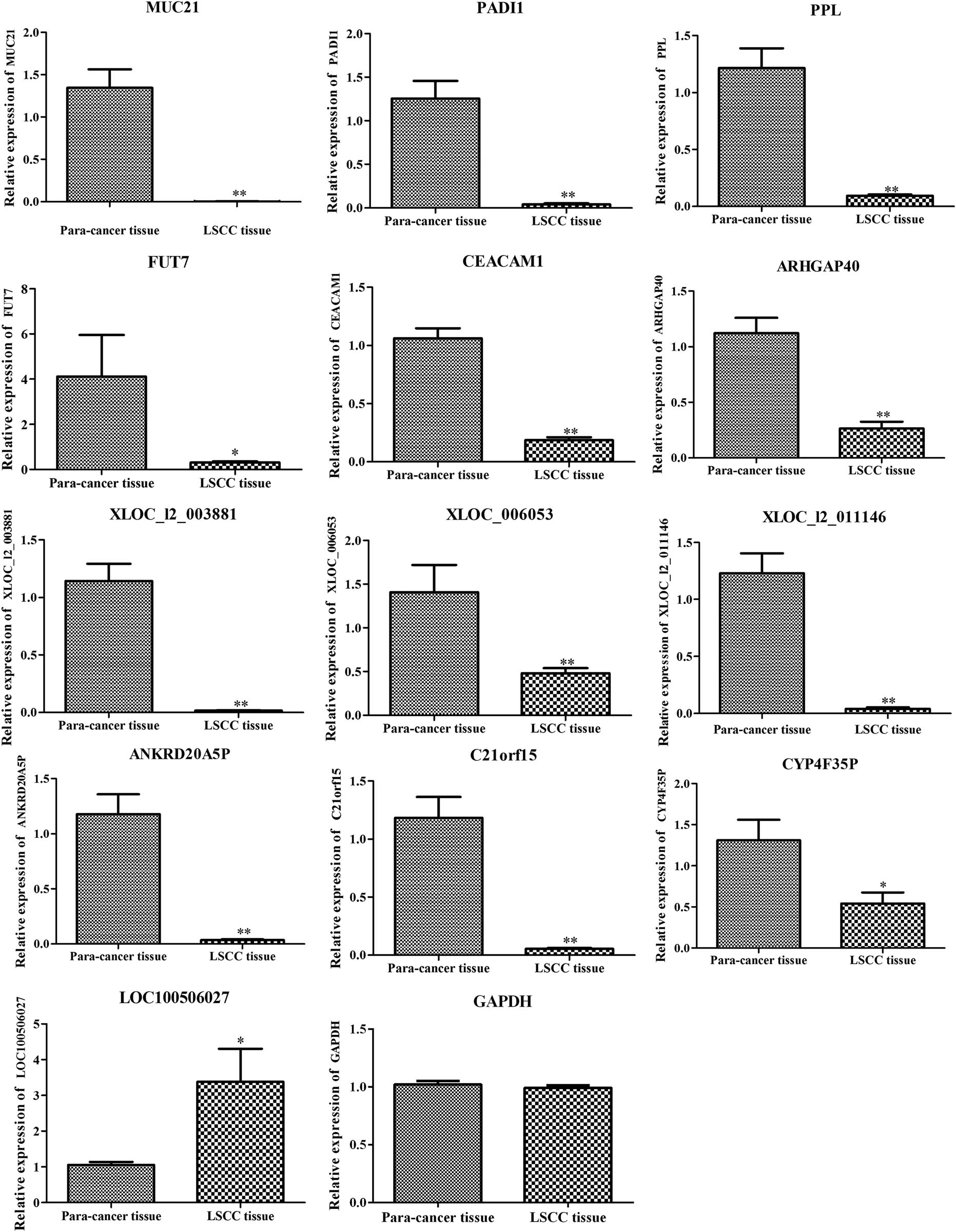 Figure 6 
                  Relative mRNA expressions of MUC21, PADI1, PPL, FUT7, CEACAM1, ARHGAP40, XLOC_I2_003881, XLOC_006053, XLOC_I2_011146, ANKRD20A5P, C21orf15, CYP4F35P, LOC100506027, and GAPDH in LSCC tissues compared with adjacent tissues detected by real-time quantitative polymerase chain reaction. ** represents p < 0.01, and * represents p < 0.005 between LSCC and adjacent tissues samples.
               