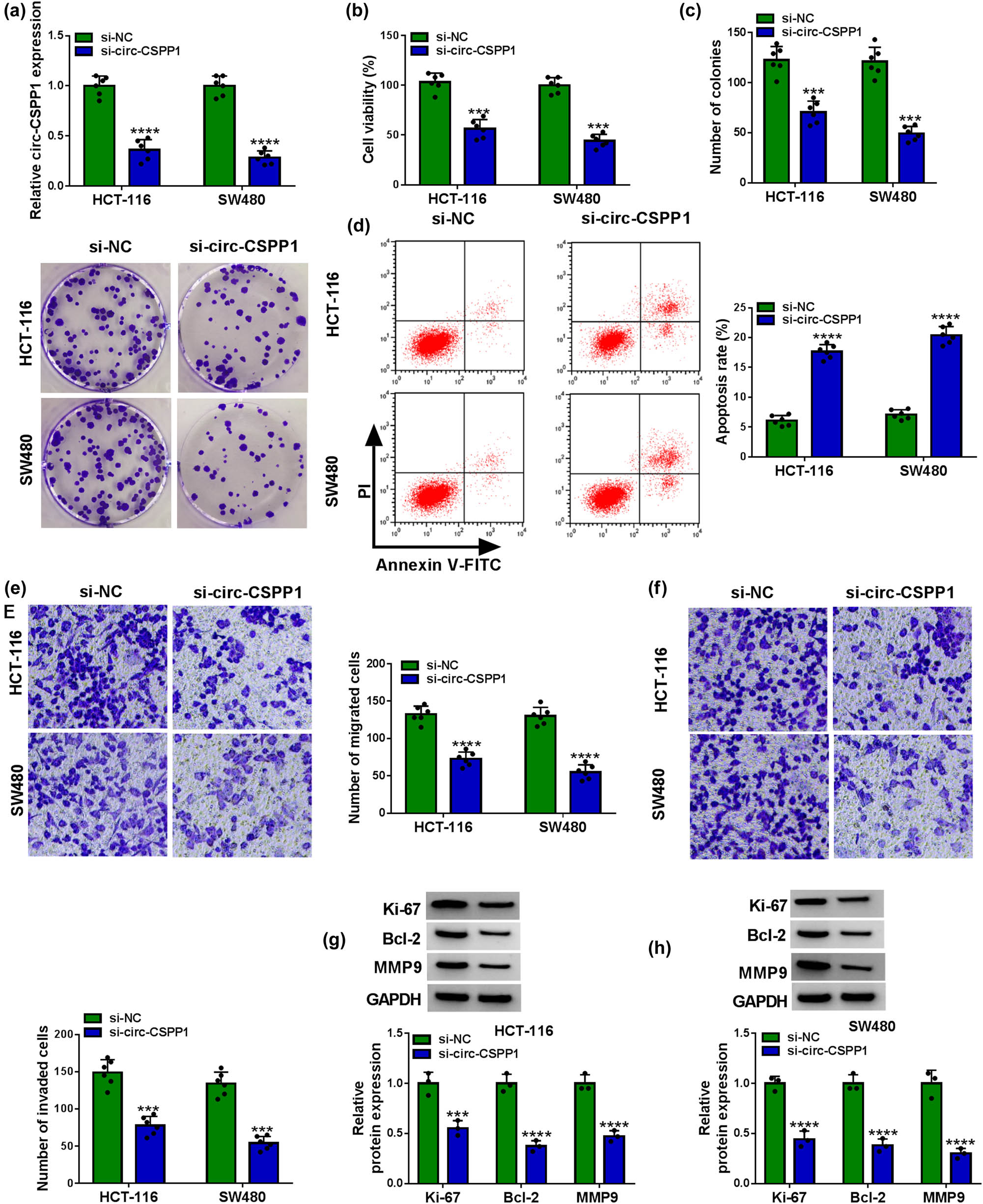 Figure 2 
                  circ-CSPP1 knockdown attenuated CRC cell progression in vitro by regulating cell proliferation, migration, invasion, and apoptosis. HCT-116 and SW480 cells were transfected with si-NC or si-circ-CSPP1, followed by the assessment of relative circ-CSPP1 expression by qRT-PCR (a), cell viability by CCK-8 assay (b), cell colony formation by colony formation assay (c), cell apoptosis by flow cytometry (d), cell migration and invasion by transwell assay (e and f), the relative protein levels of Ki-67, Bcl-2, and MMP9 by western blot (g and h). ***P < 0.001 or ****P < 0.0001.
               