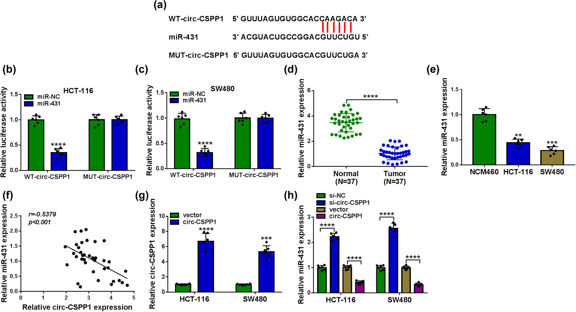 Figure 3 
                  circ-CSPP1 in CRC cells directly targeted miR-431. (a) Schematic of the putative miR-431 binding region within circ-CSPP1 and the mutation of the seed region. (b and c) Dual-luciferase reporter assay in both HCT-116 and SW480 cells. (d and e) Relative miR-431 level by qRT-PCR in 37 pairs of CRC tissues and matched noncancerous tissues, NCM460, HCT-116, and SW480 cells. (f) Correlation between miR-431 and circ-CSPP1 levels in CRC tissues using Pearson’s correlation test. (g) The level of circ-CSPP1 by qRT-PCR in cells transfected with vector or circ-CSPP1 overexpression plasmid. (h) Relative miR-431 level by qRT-PCR in HCT-116 and SW480 cells transfected with si-NC, si-circ-CSPP1, vector or circ-CSPP1 overexpression plasmid. vector: negative control plasmid, circ-CSPP1: circ-CSPP1 overexpression plasmid. **P < 0.01, ***P < 0.001, or ****P < 0.0001.
               