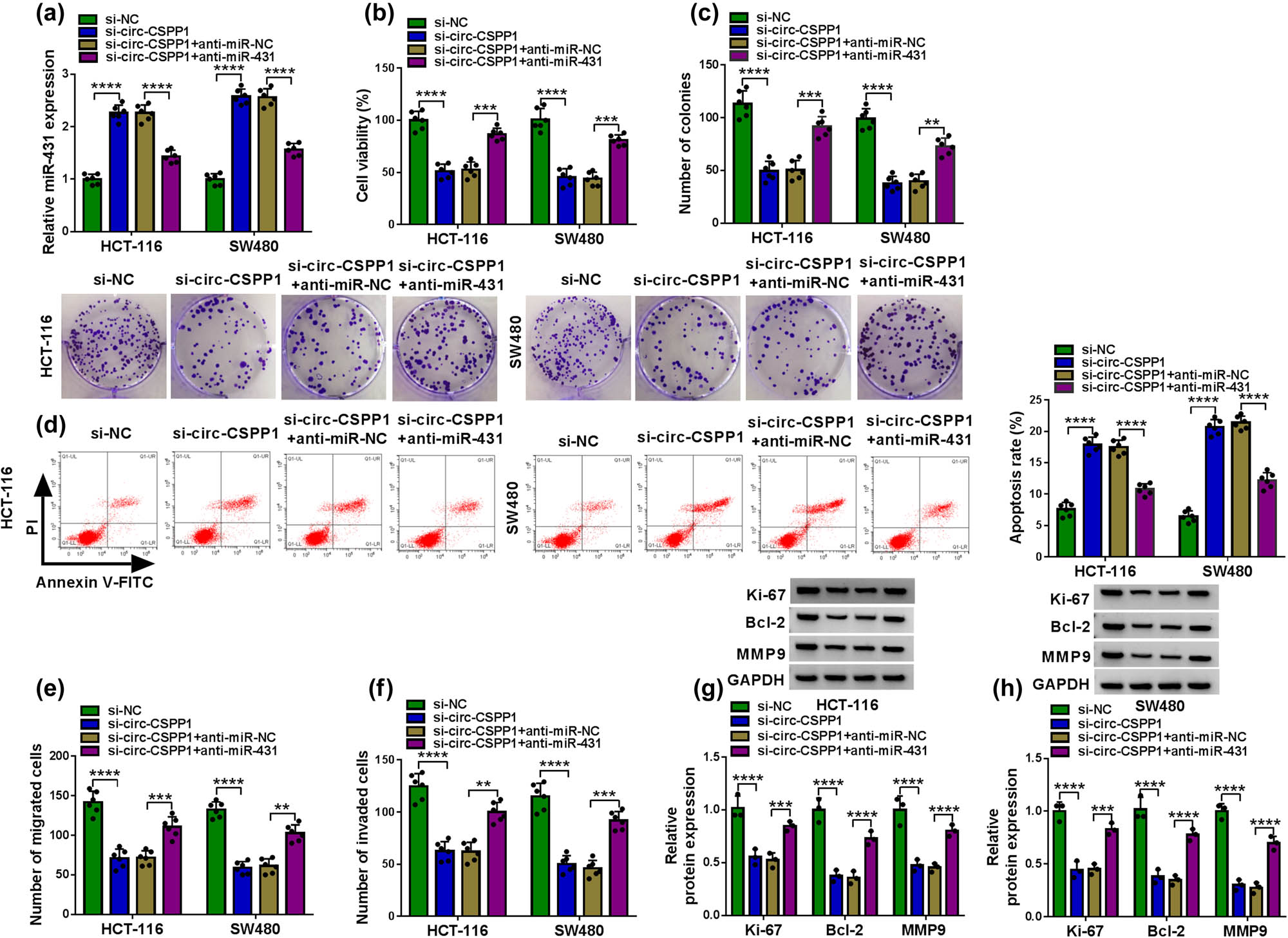 Figure 4 
                  miR-431 was involved in circ-CSPP1-mediated regulation in CRC cell progression in vitro. HCT-116 and SW480 cells were transfected with si-NC, si-circ-CSPP1, si-circ-CSPP1 + anti-miR-NC or si-circ-CSPP1 + anti-miR-431. (a) qRT-PCR for miR-431 expression in transfected cells. (b) CCK-8 assay for cell viability. (c) Colony formation by colony formation assay. (d) Flow cytometry for cell apoptosis. (e and f) Transwell assay for cell migration and invasion. (g and h) Western blot for Ki-67, Bcl-2, and MMP9 expression levels in transfected cells. **P < 0.01, ***P < 0.001, or ****P < 0.0001.
               