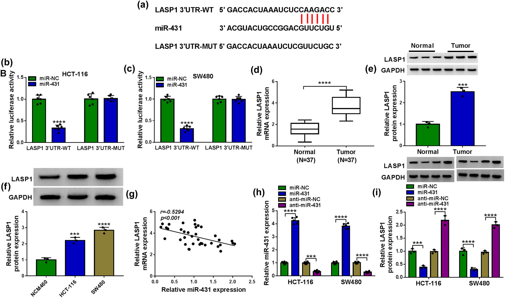 Figure 5 
                  LASP1 was a direct target of miR-431 in CRC cells. (a) Schematic of the putative target sequence for miR-431 within LASP1 3′-UTR and mutated miR-431-binding sequence. (b and c) Dual-luciferase reporter assay in both HCT-116 and SW480 cells. (d–f) LASP1 mRNA expression by qRT-PCR and LASP1 protein level by western blot in CRC tissues and matched noncancerous tissues, NCM460, HCT-116, and SW480 cells. (g) Correlation between LASP1 mRNA level and miR-431 expression in CRC tissues using Pearson’s correlation test. Relative miR-431 expression by qRT-PCR (h) and LASP1 protein level by western blot (i) in HCT-116 and SW480 cells transfected with miR-NC mimic, miR-431 mimic, anti-miR-NC, or anti-miR-431. ***P < 0.001 or ****P < 0.0001.
               