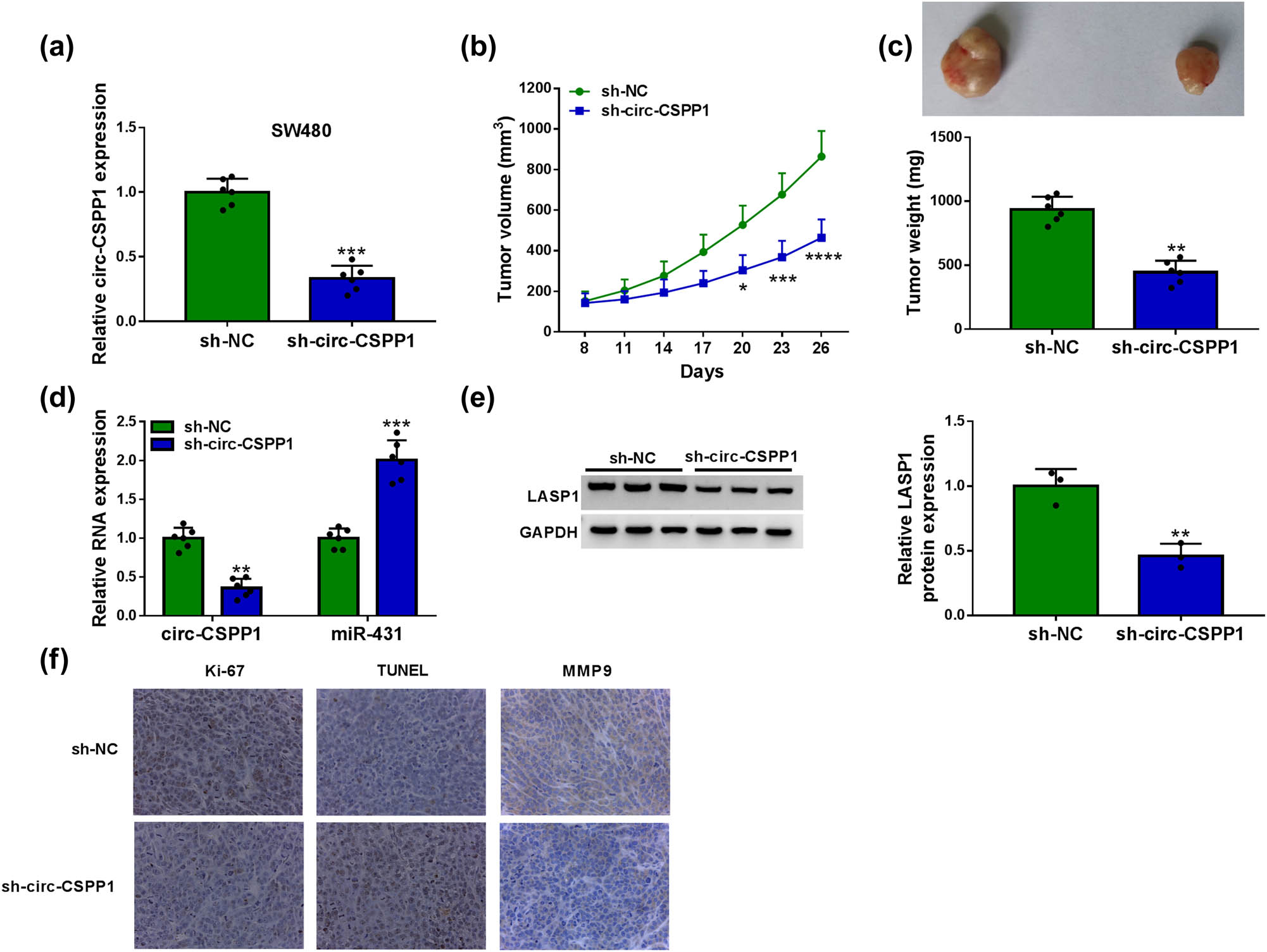 Figure 7 
                  circ-CSPP1 knockdown attenuated tumor growth in vivo. (a) Relative circ-CSPP1 expression by qRT-PCR in sh-NC-infected or sh-circ-CSPP1-transduced SW480 cells. (b) Growth curves of the xenograft tumors formed by sh-NC-infected or sh-circ-CSPP1-transduced SW480 cells. (c) Representative images and average weight of the xenograft tumors formed by SW480 cells infected with sh-NC or sh-circ-CSPP1 at day 26 after implantation. qRT-PCR for circ-CSPP1 and miR-431 levels (d), western blot for LASP1 expression (e), and immunohistochemistry assay for Ki-67, MMP9, TUNEL (f) in the xenograft tumors derived from sh-NC-infected or sh-circ-CSPP1-transduced SW480 cells at day 26 after implantation. *P < 0.05, **P < 0.01, ***P < 0.001, or ****P < 0.0001.
               