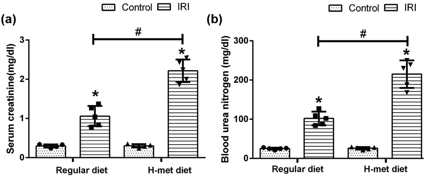 Figure 1 
                  HHcy exacerbates IRI-induced renal dysfunction. (a) The level of serum creatinine in mice. (b) The level of blood urea nitrogen (BUN) in mice. Data are expressed as mean ± SD, n = 5. *P < 0.05 vs the control group under same diet; #
                     P < 0.05 vs the IRI group pretreated with regular diet. H-met diet: High methionine diet.
               