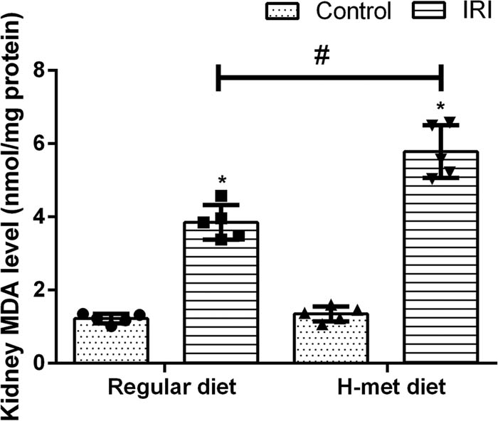 Figure 2 
                  HHcy exacerbates IRI-induced oxidative stress. Data are expressed as mean ± SD, n = 5. *P < 0.05 vs the control group under same diet. #
                     P < 0.05 vs the IRI group pretreated with regular diet. MDA: Malondialdehyde; H-met diet: High methionine diet.
               