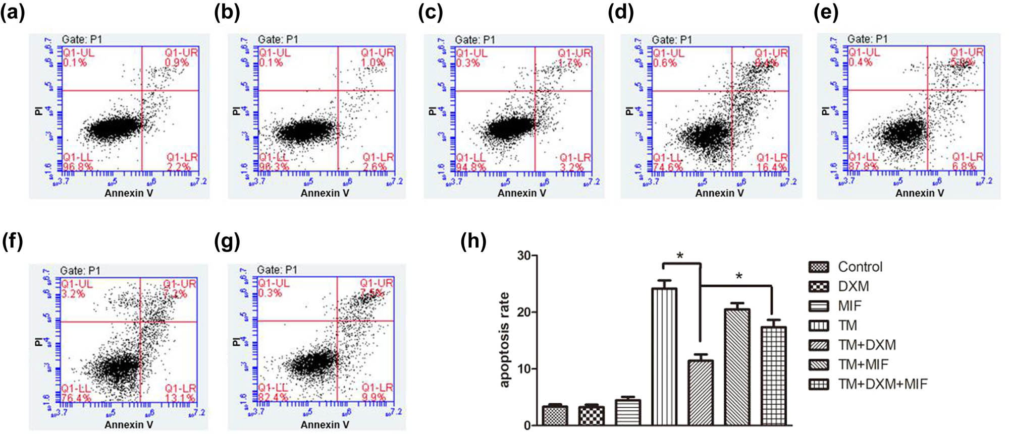 Figure 2
Dexamethasone protects HEI-OC1 cells from tunicamycin-induced apoptosis. Examples of flow cytometry analysis of apoptosis in the control group (a), the DXM group (b), the MIF group (c), the TM group (d), the TM + DXM group (e), the TM + MIF group (f), and the TM + DXM + MIF group (g). Apoptosis rates were statistically analyzed (h). Compared to the control group, no increased apoptosis was observed in the DXM and MIF groups (all p > 0.05). Significantly more apoptosis was observed in the TM, TM + MIF, TM + DXM, and TM + DXM + MIF groups compared to the control group (all p < 0.05). However, dexamethasone treatment (TM + DXM) significantly protected HEI-OC1 cells from tunicamycin-induced apoptosis, and mifepristone (TM + DXM + MIF) reversed this protective effect (all p < 0.05). Mifepristone pretreatment did not alter the apoptosis rate in the TM + MIF group compared to the TM alone group (p > 0.05). All results are expressed as
X
¯
±
SD
\bar{X}\pm \text{SD}
, * indicates p < 0.05.