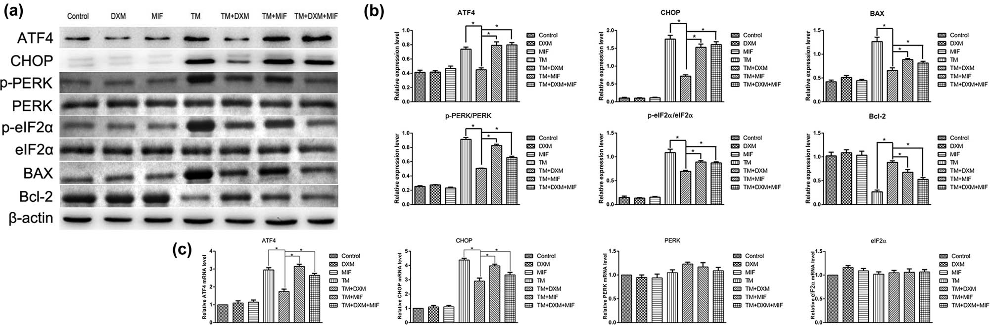 Figure 4
Effects of dexamethasone and mifepristone on the upregulation of ATF-4 and CHOP induced by tunicamycin in HEI-OC1 cells. (a and b) Example of western blots of ATF4, CHOP, PERK, eIF2α, BAX, and Bcl-2 expression after drug treatment. Upregulation of ATF4, CHOP, BAX, PERK, and eIF2α expression and downregulation of Bcl-2 were observed in the TM, TM + MIF, and TM + DXM + MIF groups. The upregulation of ATF4, CHOP, BAX, PERK, and eIF2α and the downregulation of Bcl-2 were blocked by dexamethasone in the TM + DXM group. (c) Similar results were also observed in the expression pattern of ATF4 and CHOP mRNA levels in each test group. The expression of PERK and eIF2ɑ mRNA was not changed after drug treatment (all p > 0.05). All results are expressed as
X
¯
±
SD
\bar{X}\pm \text{SD}
, * indicates p < 0.05.
