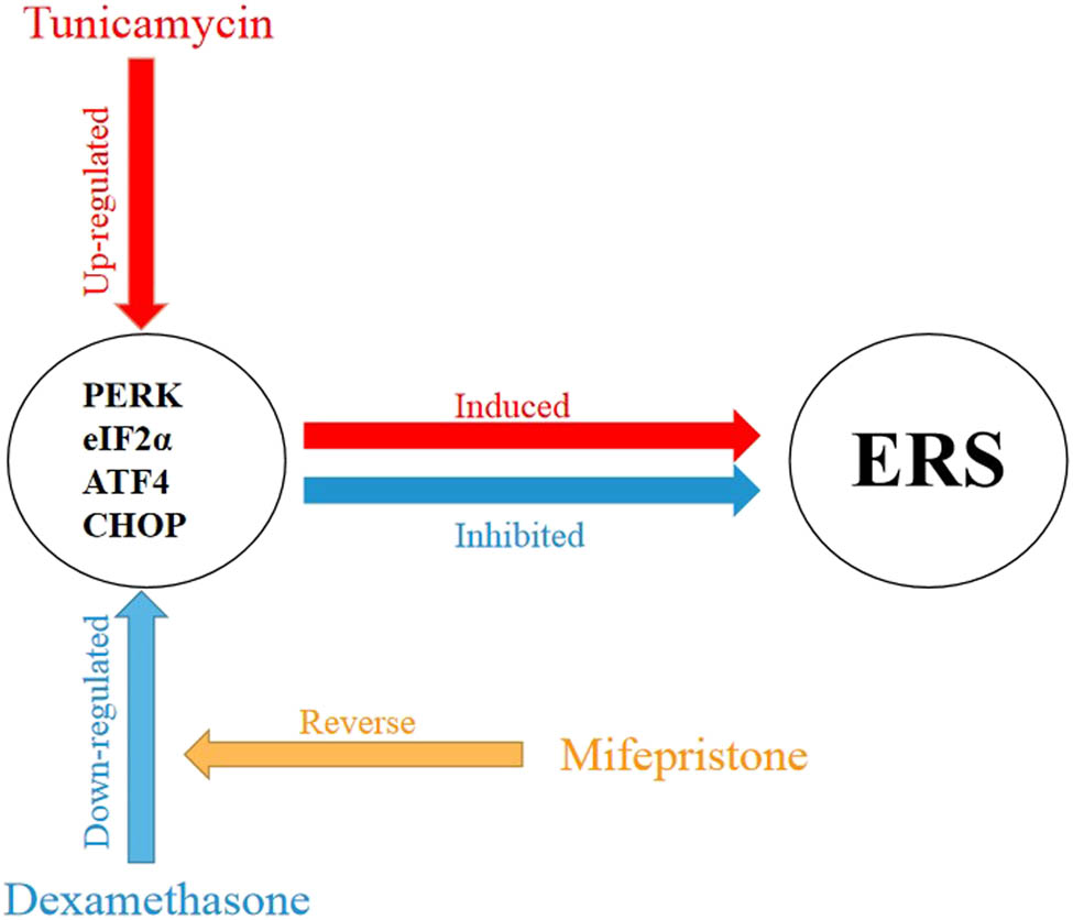 Figure 5
Mechanisms of action of glucocorticoid treatment ERS in SNHL.