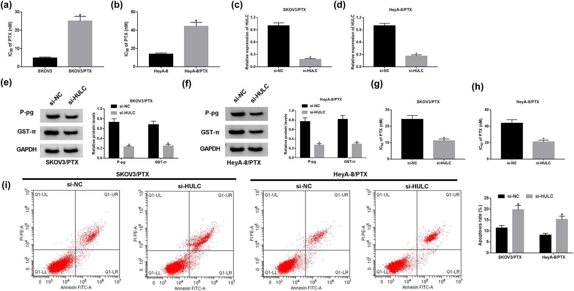 Figure 2 
                  HULC knockdown enhanced the PTX sensitivity of PTX-resistant OC cells in vitro. (a and b) IC50 values of SKOV3/PTX or SKOV3 cells (a) as well as HeyA-8/PTX and HeyA-8 cells (b) against PTX were calculated by MTT assay. (c–i) The SKOV3/PTX and HeyA-8/PTX cells were transfected with si-HULC or si-NC, respectively. (c and d) The expression level of HULC in transfected SKOV3/PTX (c) and HeyA-8/PTX (d) cells was measured by qRT-PCR. (e and f) The protein levels of P-gp and GST-π in transfected SKOV3/PTX (e) and HeyA-8/PTX (f) cells were detected by western blot. (g and h) IC50 values of transfected SKOV3/PTX (g) and HeyA-8/PTX (h) cells against PTX were assessed by MTT assay. (i) The apoptosis rate of transfected SKOV3/PTX and HeyA-8/PTX cells was evaluated by flow cytometry assay. *P < 0.05.
               