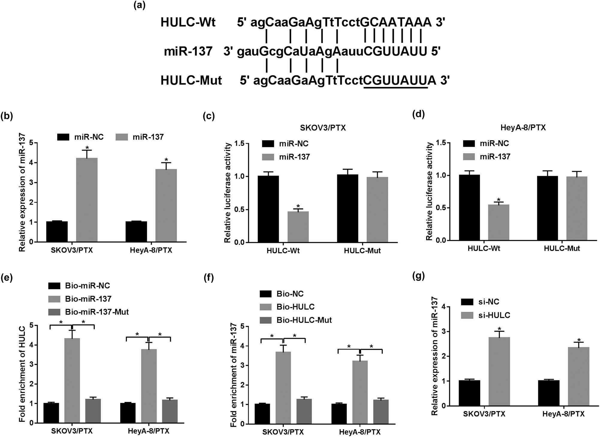 Figure 3 
                  miR-137 was a direct target of HULC. (a) The complementary binding sites between miR-137 and HULC are shown. (b) The expression level of miR-137 in SKOV3/PTX and HeyA-8/PTX cells transfected with miR-137 or miR-NC was detected by qRT-PCR assay. (c and d) The luciferase activity of SKOV3/PTX (c) and HeyA-8/PTX (d) cells co-transfected with HULC-Wt or HULC-Mut vectors and miR-NC or miR-137. (e) RNA pull-down assay was employed to assess the enrichment of HULC in SKOV3/PTX and HeyA-8/PTX cells treated with Bio-miR-NC, Bio-miR-137, or Bio-miR-137-Mut. (f) The enrichment of miR-137 in SKOV3/PTX and HeyA-8/PTX cells treated with Bio-NC, Bio-HULC, or Bio-HULC-Mut was monitored by RNA pull-down assay. (g) The expression level of miR-137 in SKOV3/PTX and HeyA-8/PTX cells transfected with si-HULC or si-NC was measured by qRT-PCR. *P < 0.05.
               